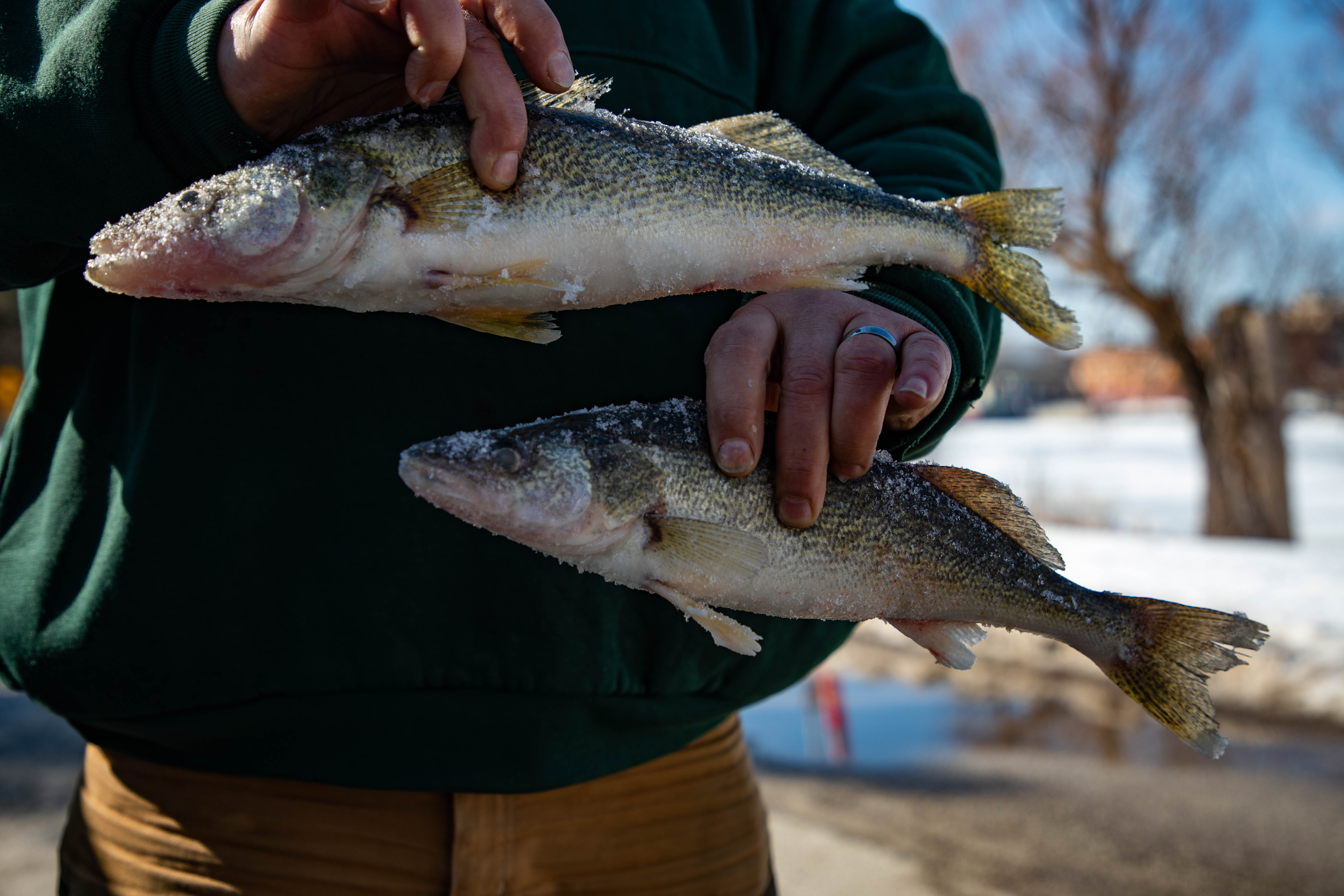 Angler alert: 23M walleye eggs being collected on Muskegon River