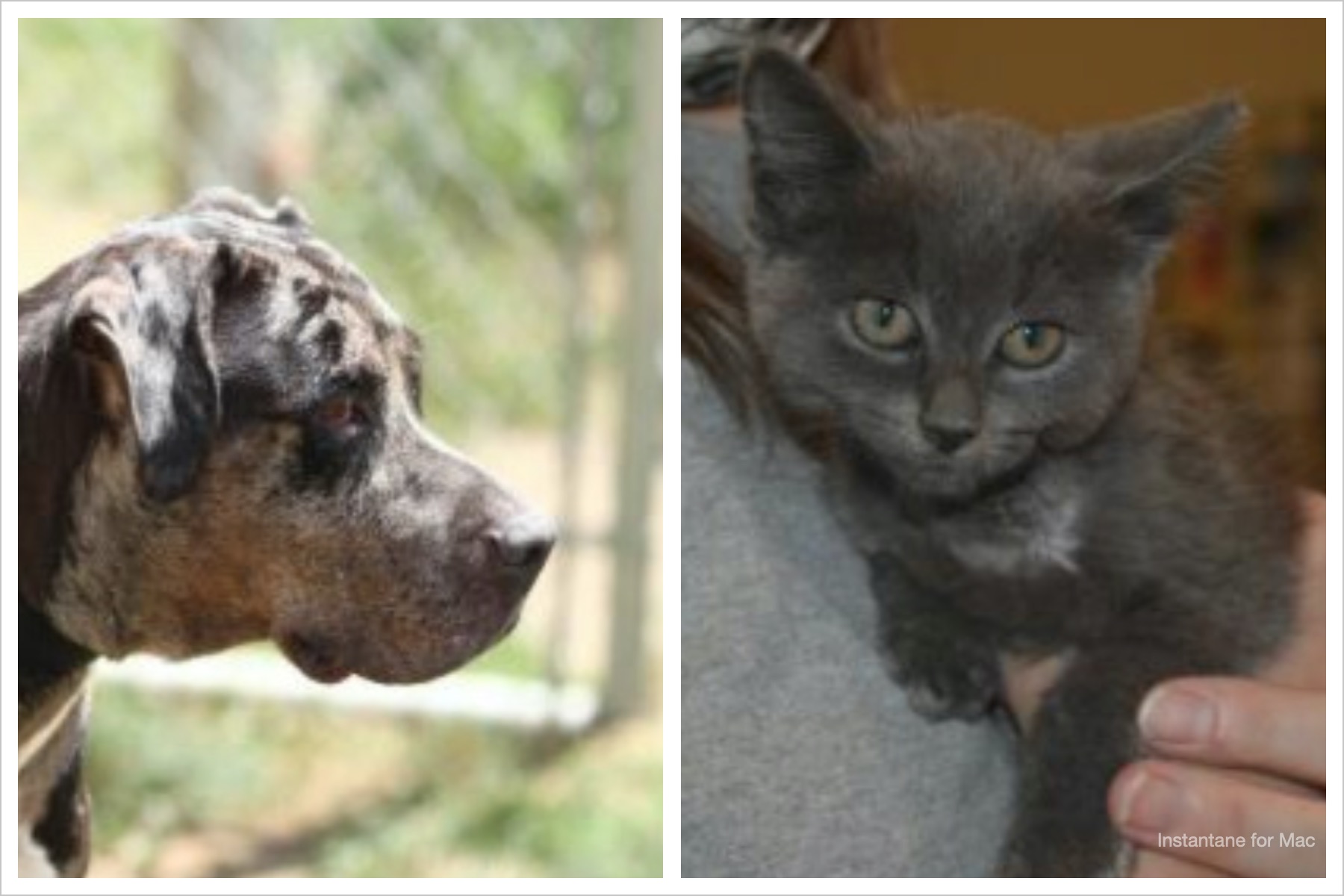 pets looking for homes