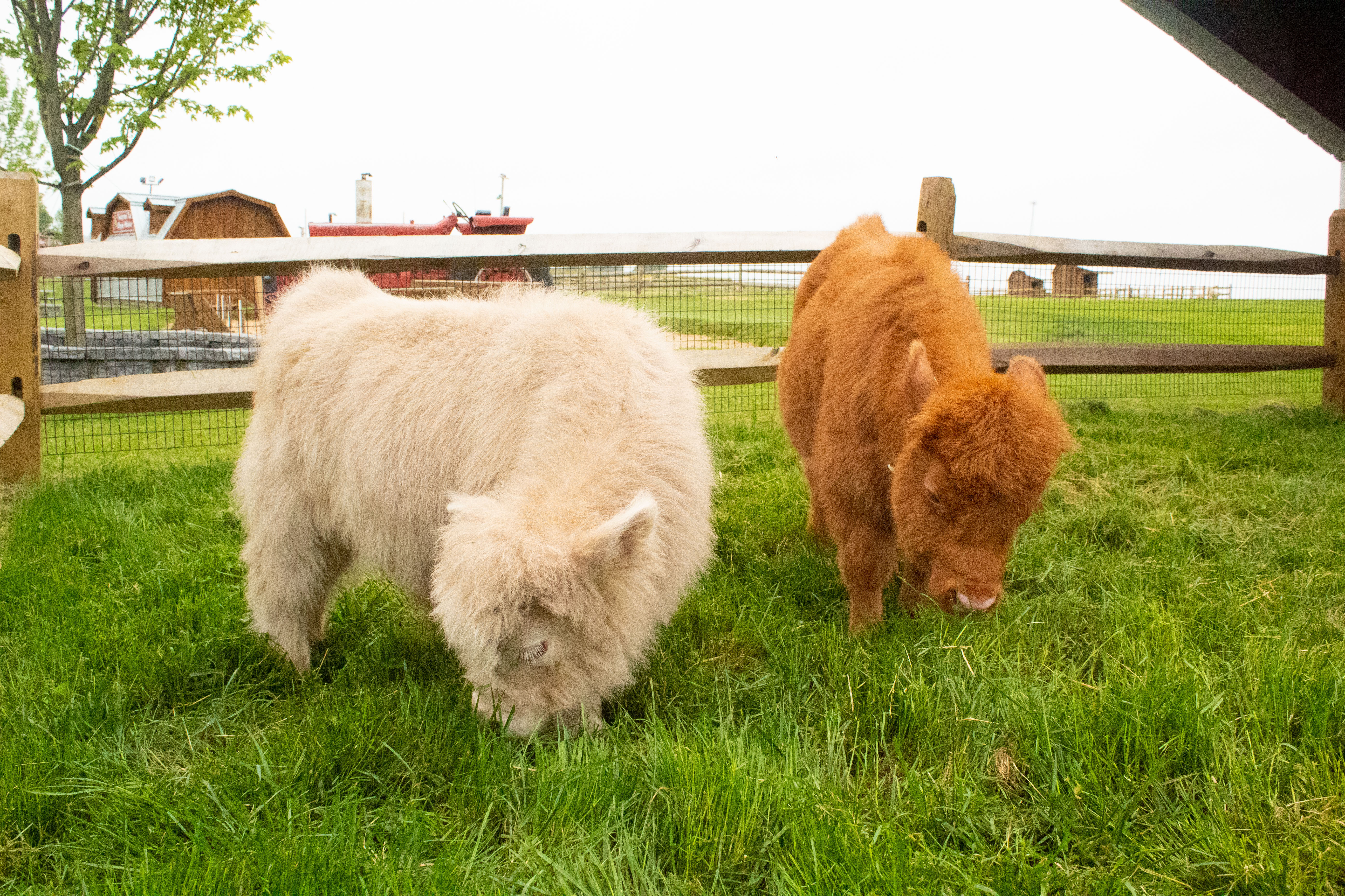 Micro-Highland Cow Experience, Udderly Ridiculous Farm Life
