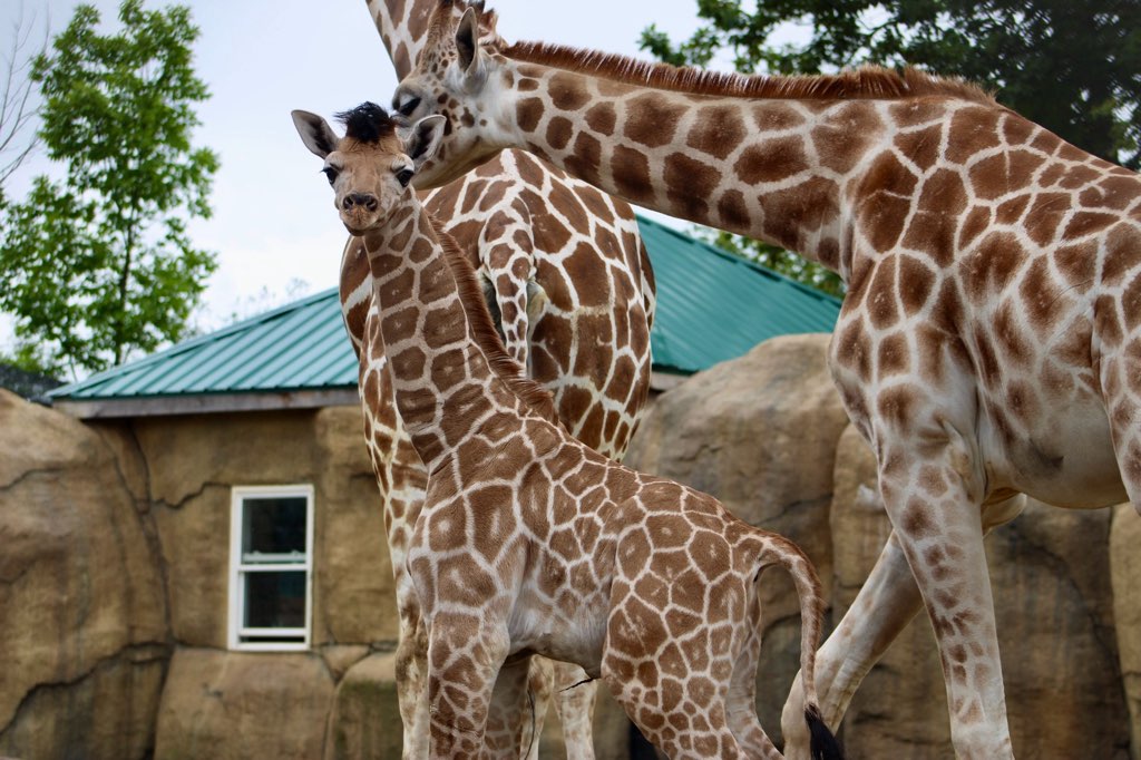 ジラフさまのページ New baby giraffe born in Syracuse-area park - syracuse.com