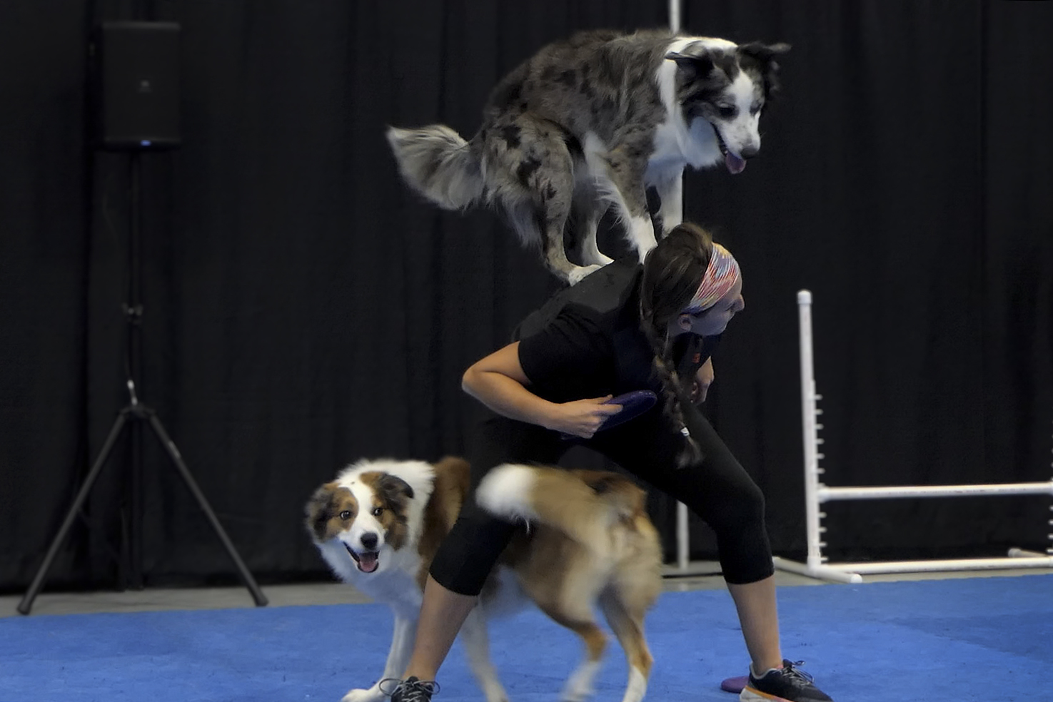 Super Pet Expo features social media sensation Dexter the Dog