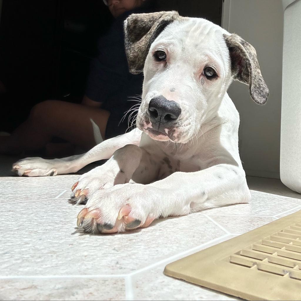 Let me introduce you to a pet that can change your life forever August