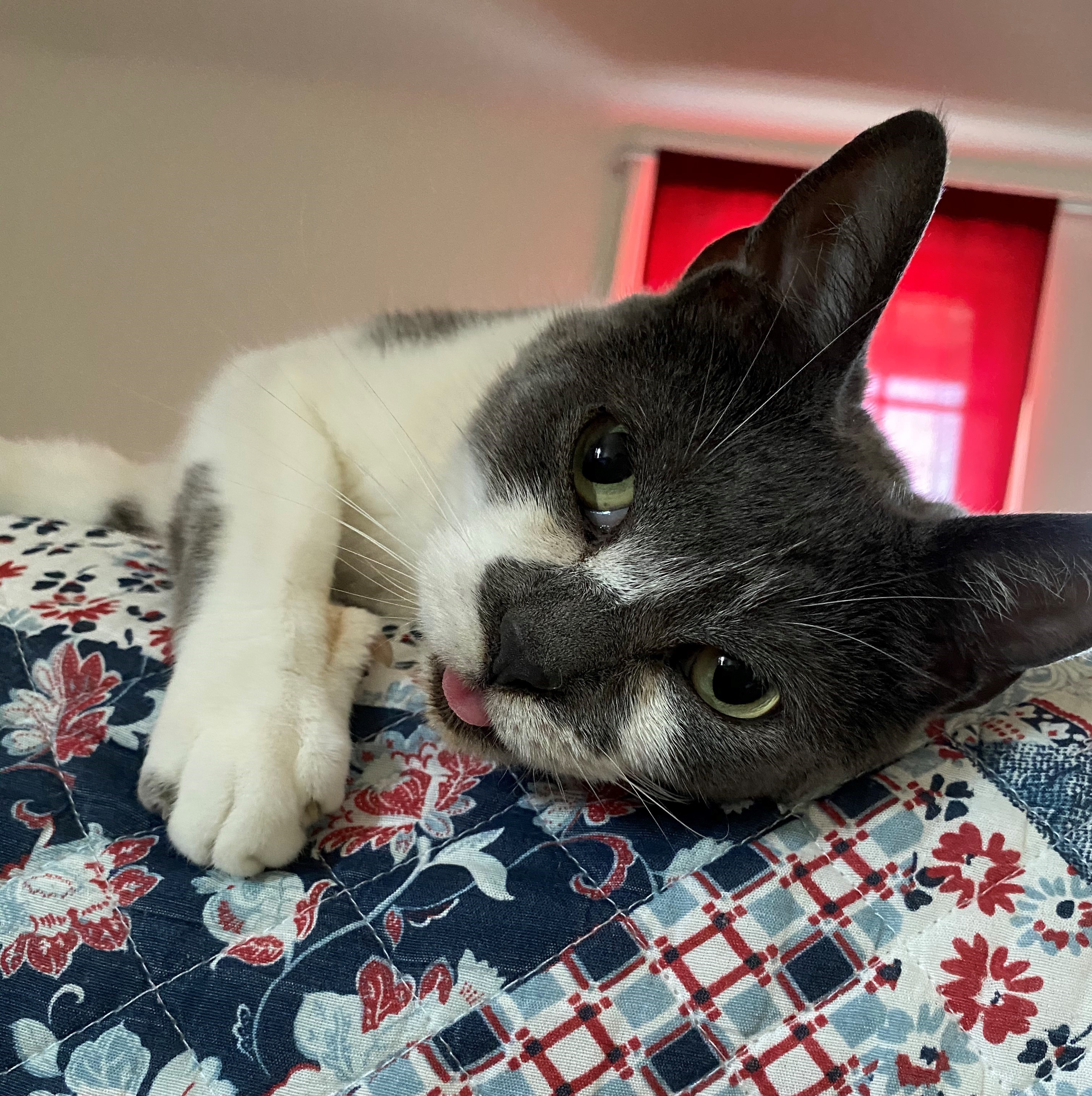 Whou0027s the Cutest Cat in all The Land? Meet our Top 20 finalists