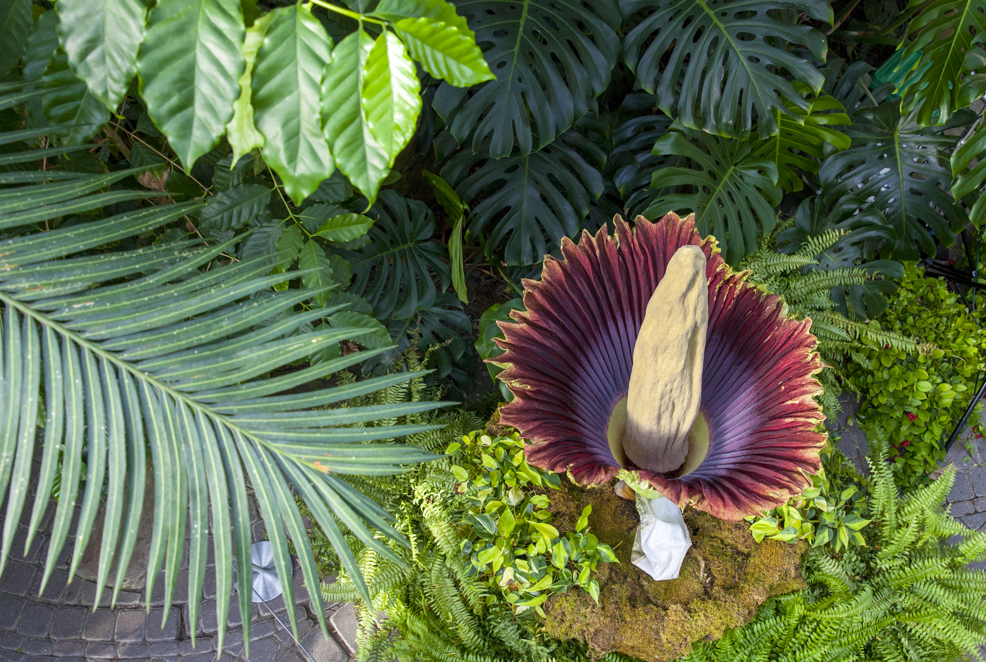 GVSU corpse flower set to bloom at Meijer Gardens - mlive.com
