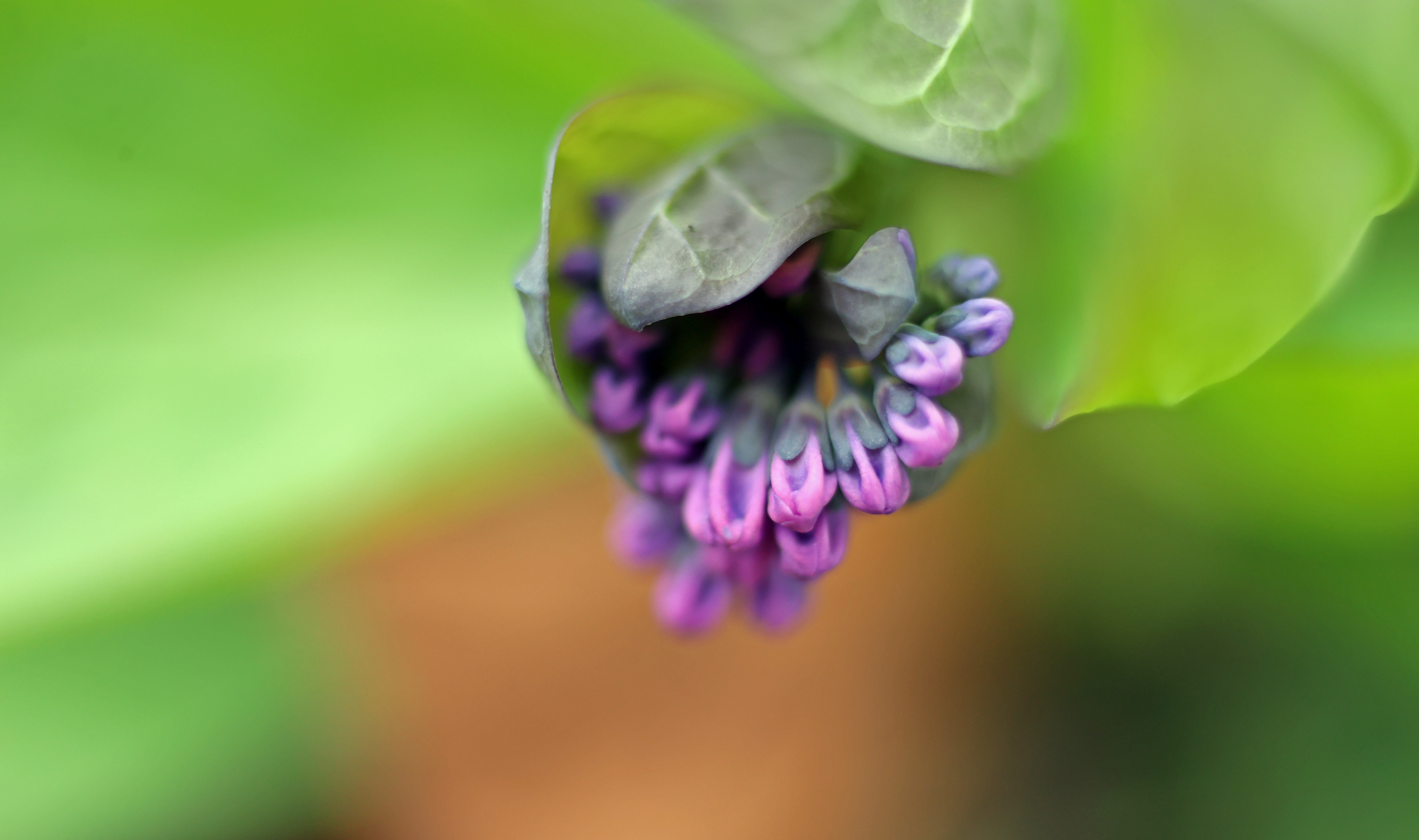 Spring blooms in northeast Ohio, March 19, 2024 - cleveland.com