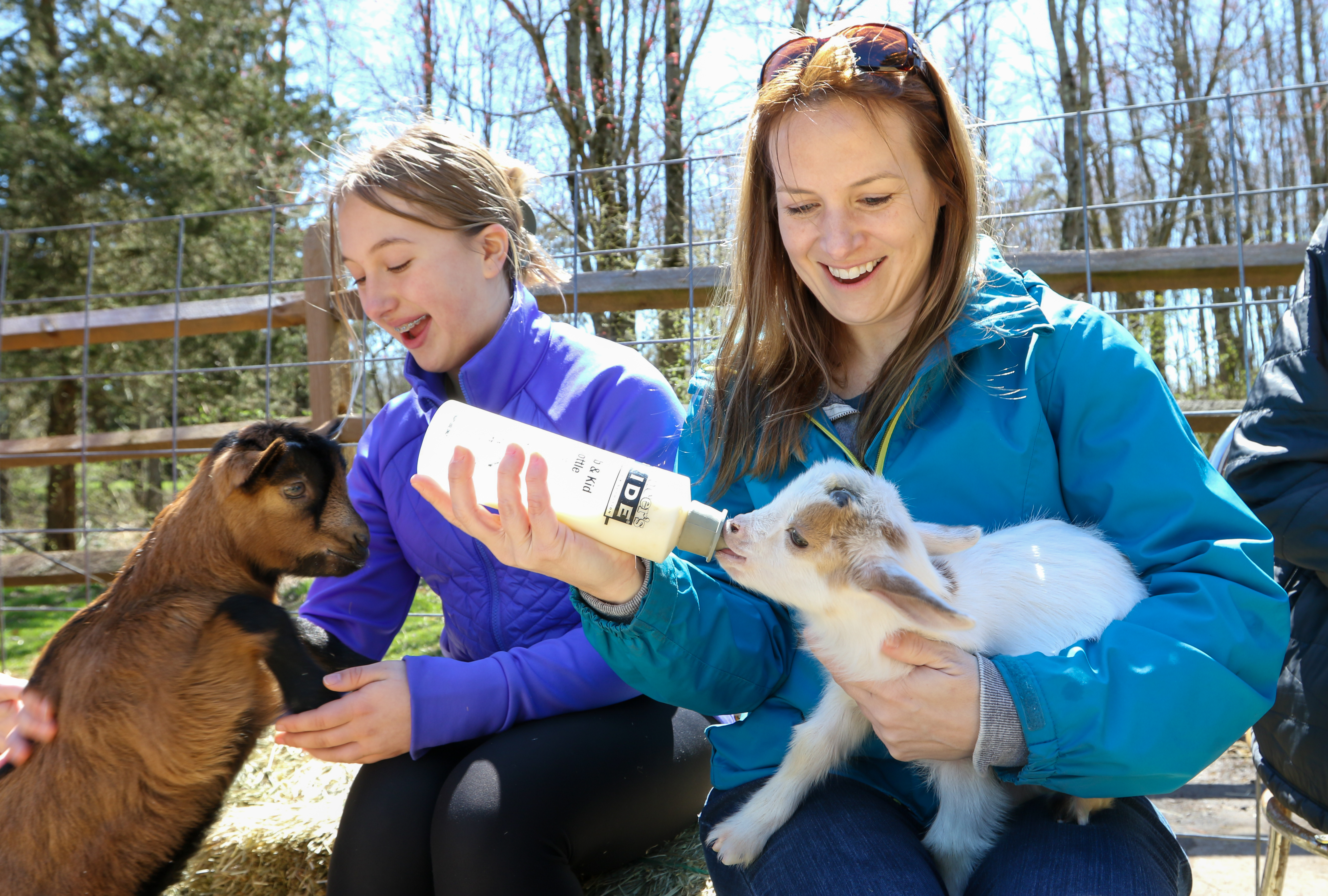 Bottle Feeding Baby Goats: What You Need to Know • Maria Louise Design