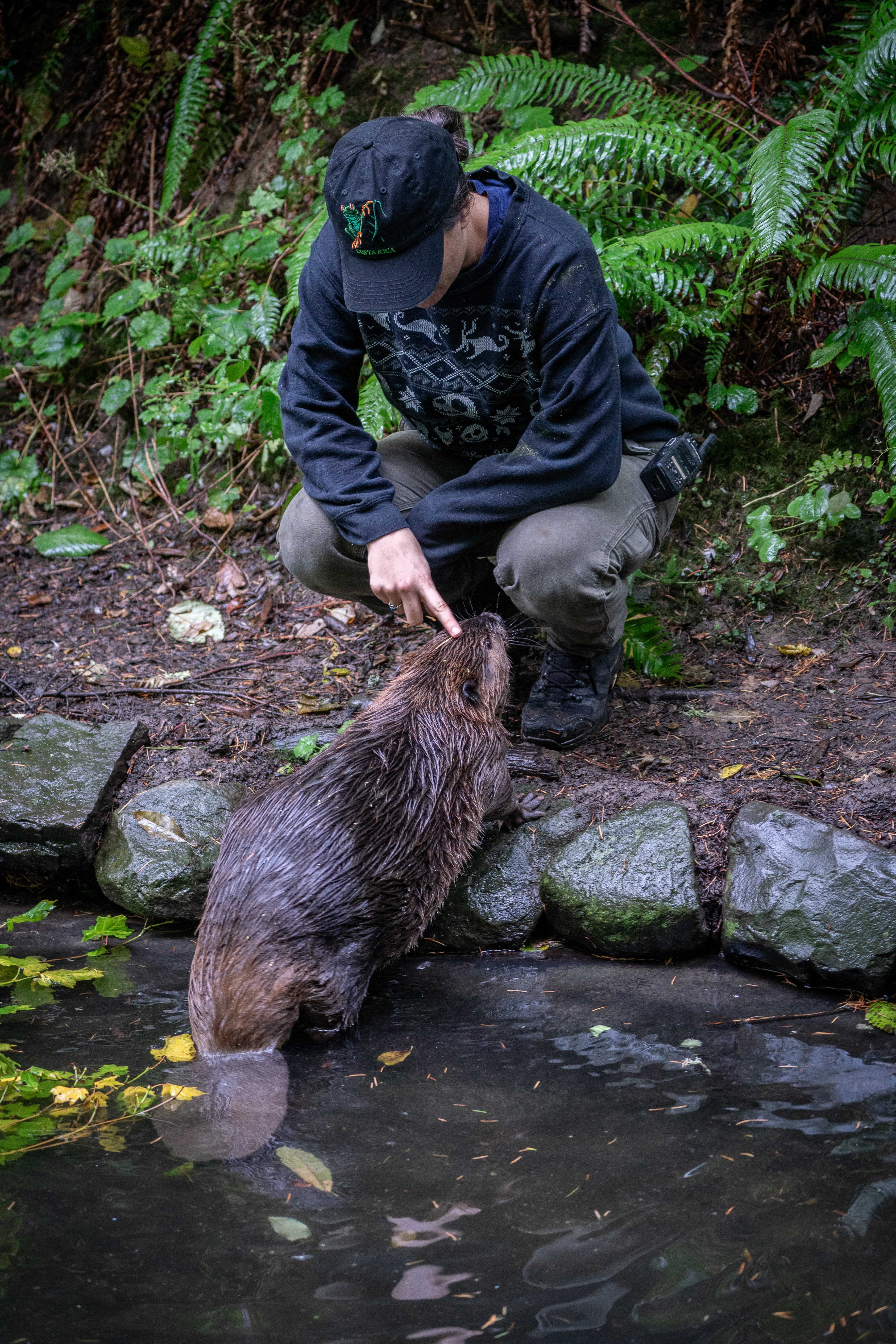 North American beavers Filbert and Maple at the Oregon Zoo - oregonlive.com