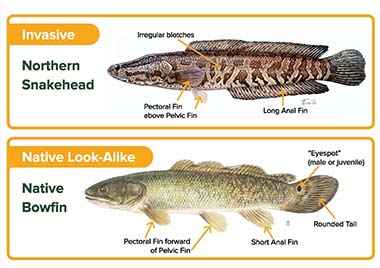Yikes! Northern snakehead, a toothy, invasive fish species, caught