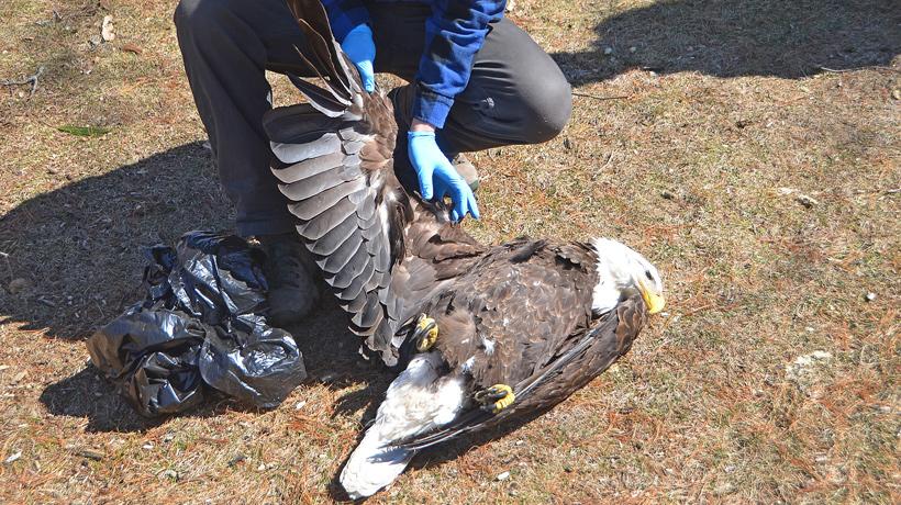 This bald eagle is the 1st in Massachusetts' wildlife history to die from  eating prey poisoned with rodenticide - masslive.com