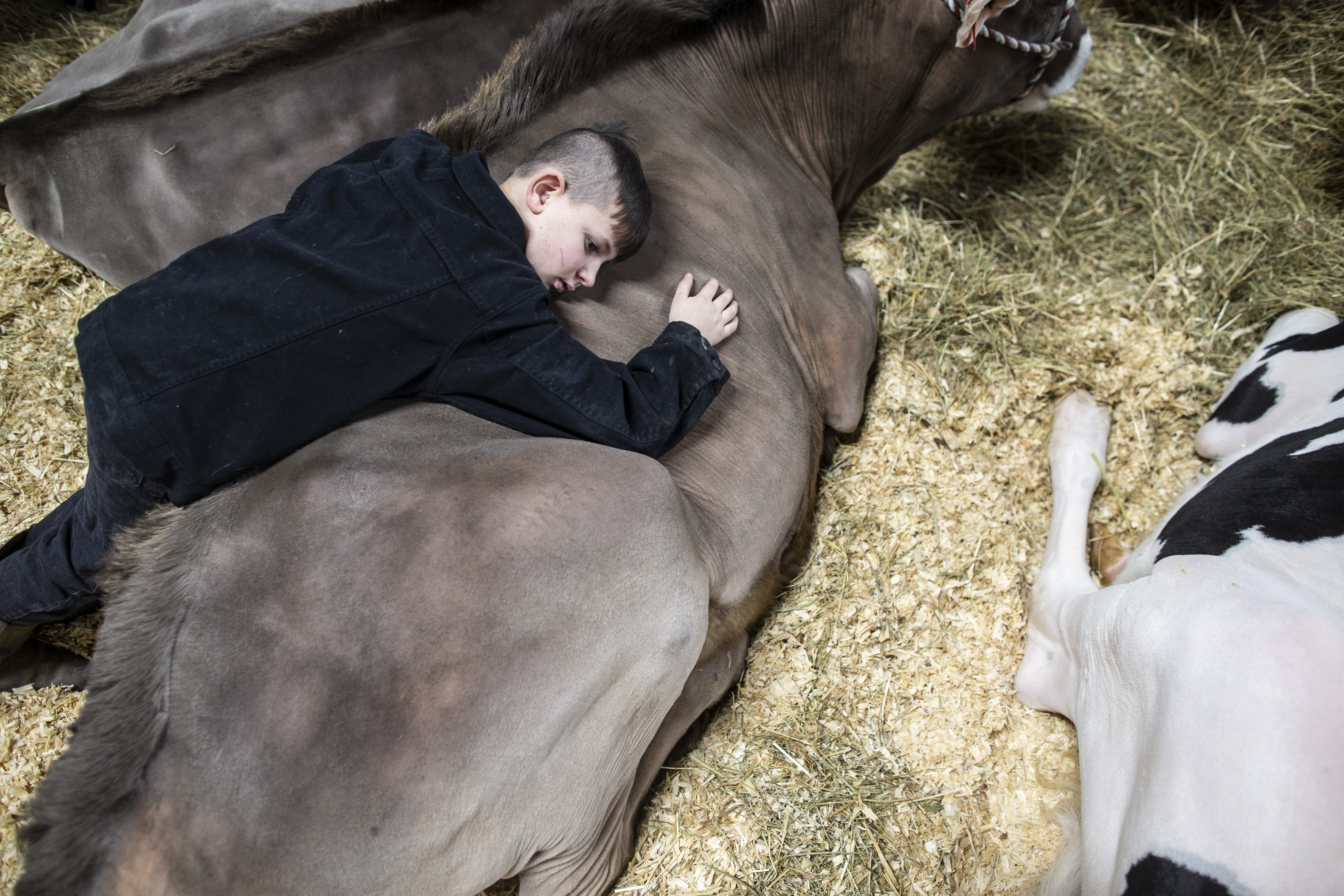 pa farm show animals clipart