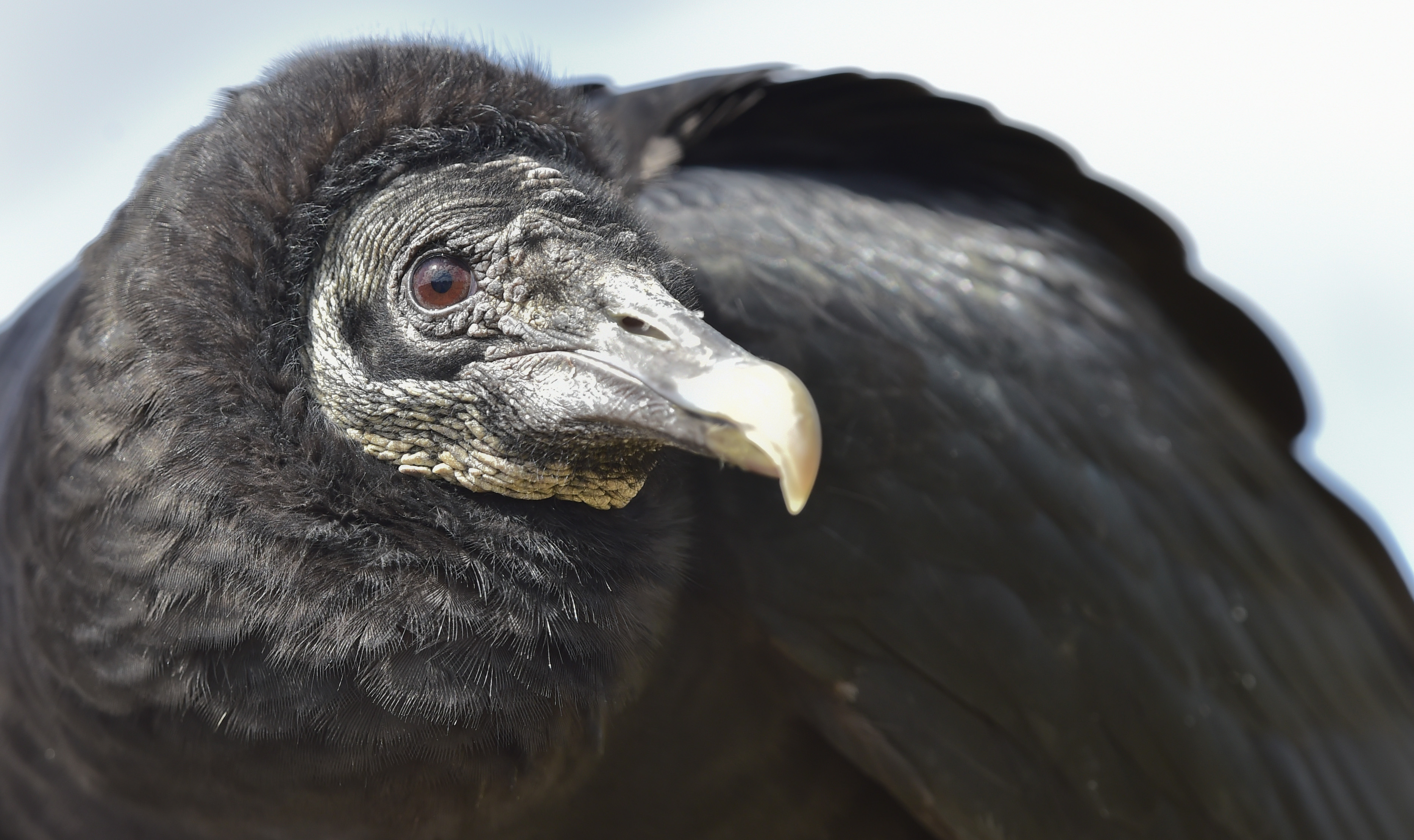 Vultures fall migration to Florida, known for puking for protection