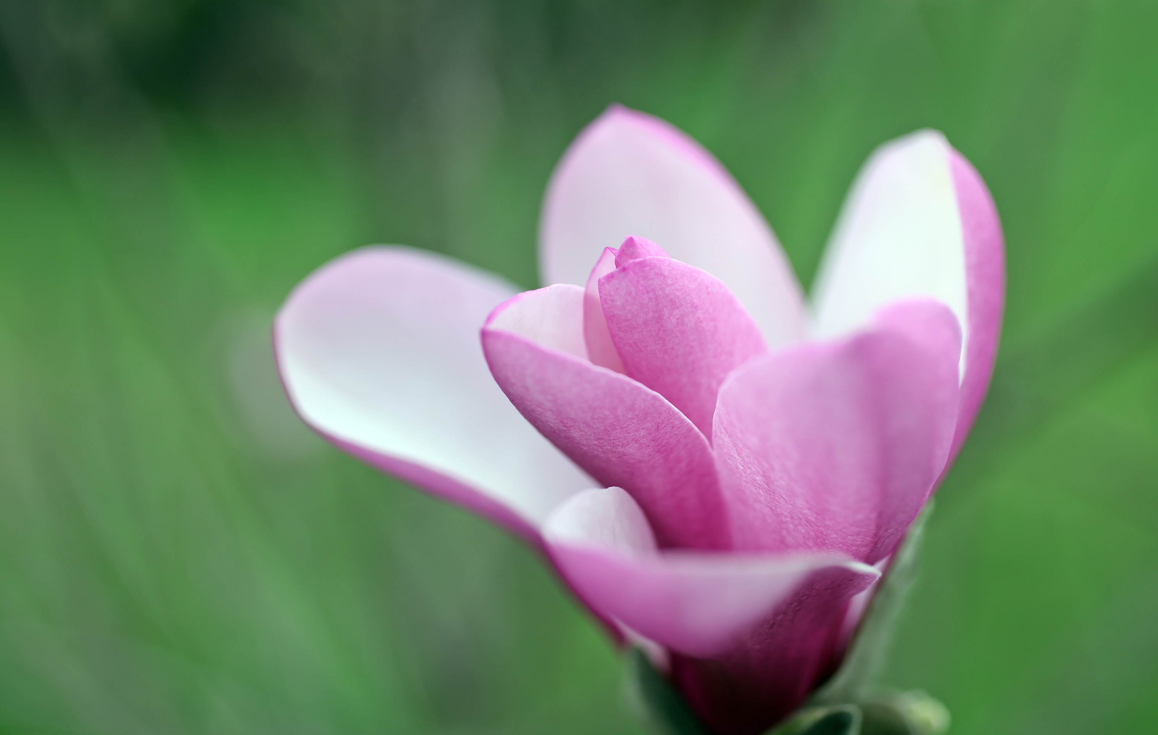 Spring in full bloom in Northeast Ohio - cleveland.com