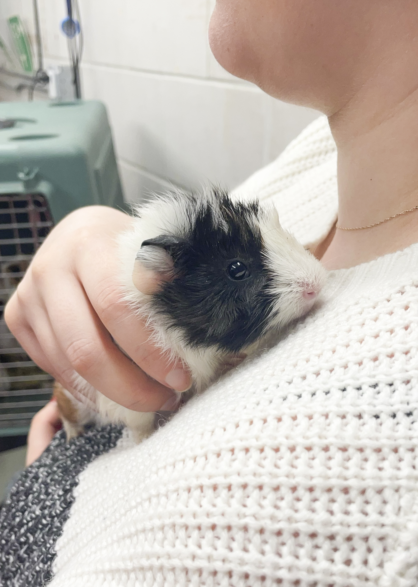 Guinea pigs available to adopt for free from Jan. 5-7 at Mass. animal ...