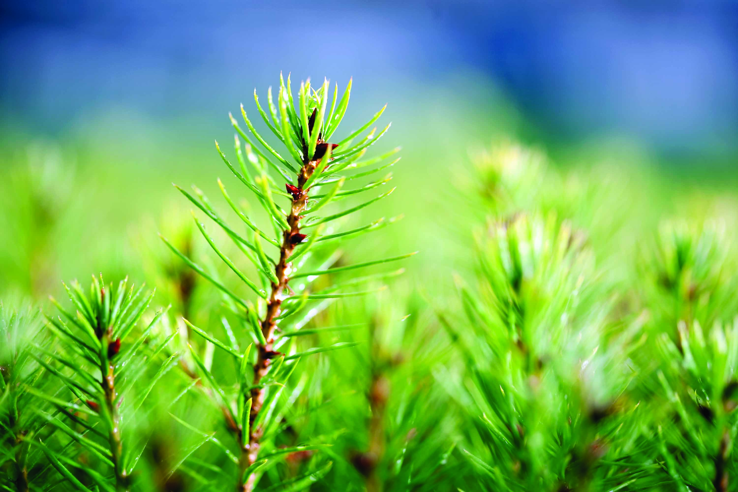 Oregon Christmas Tree Farm