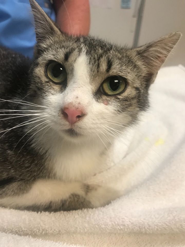 N.J. pets in need July 26, 2021