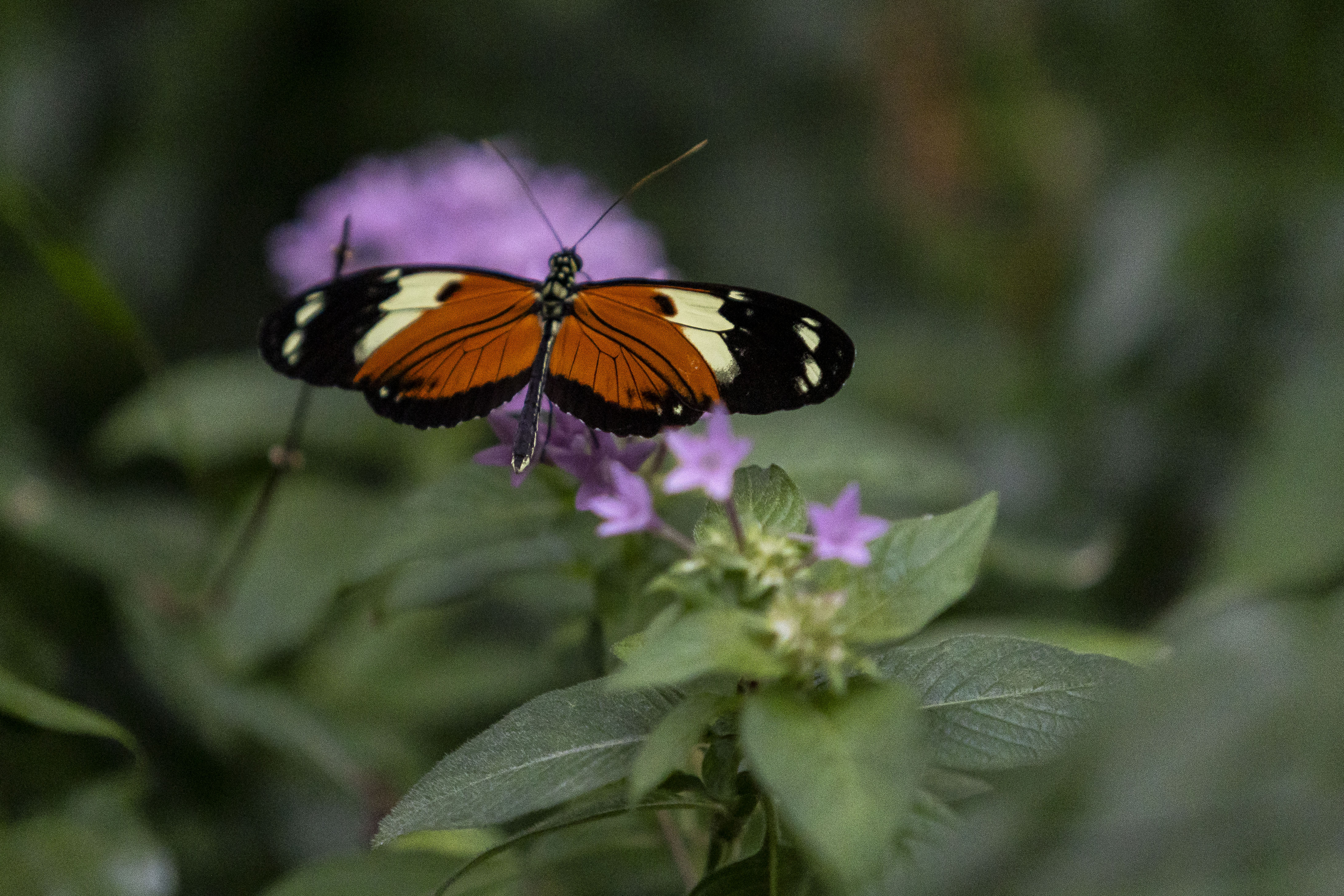 Thousands of tropical butterflies unveil elegance, beauty at Meijer ...
