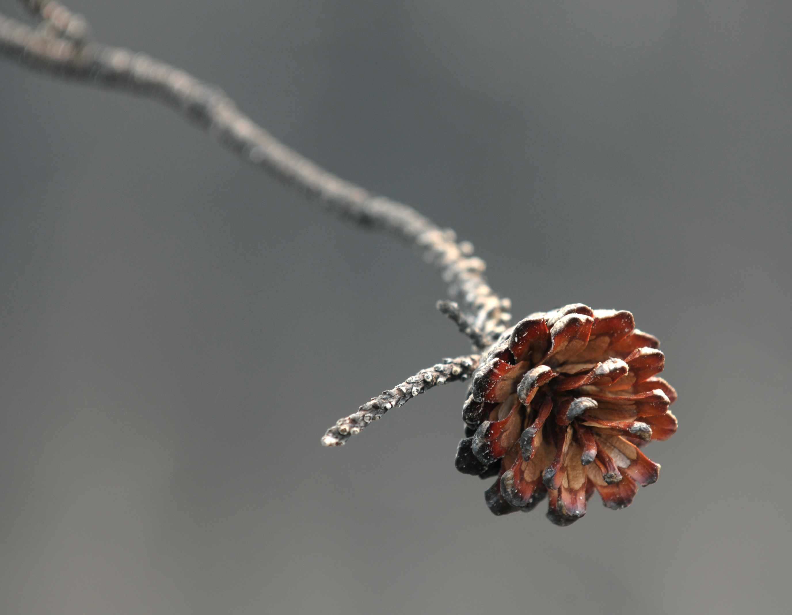 Burned jack pine trees - mlive.com