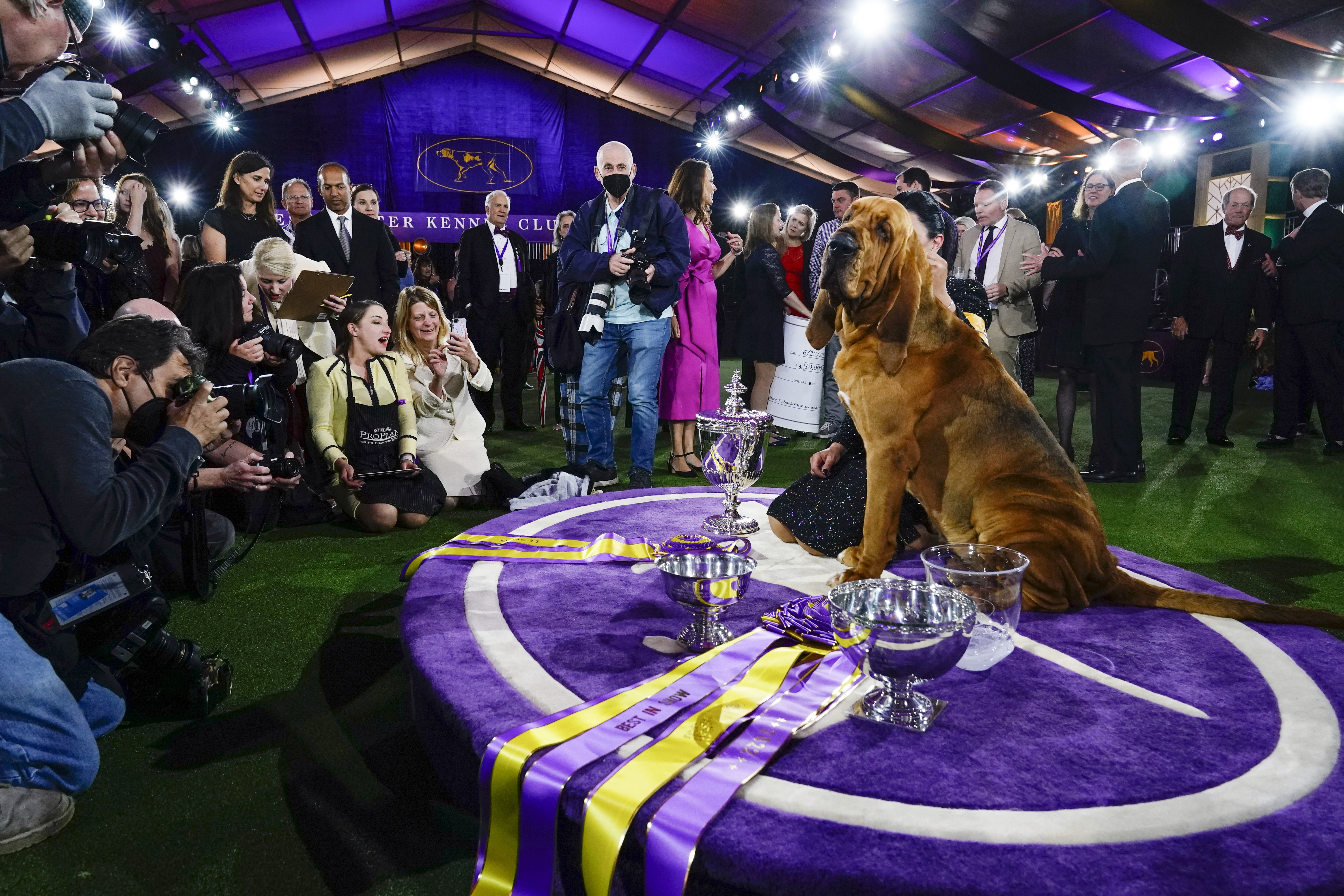 Westminster dog show 2023 Time, channel, streaming, schedule and best in show