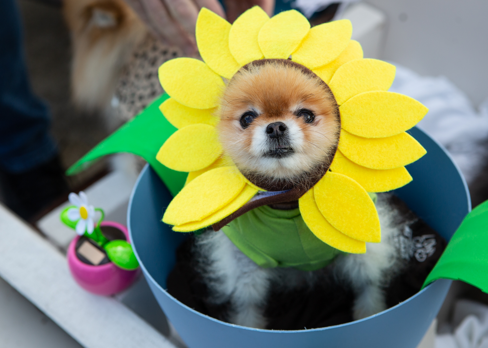 SO CUTE: Dogs participate in Spooky Pooch Parade in Lakewood (gallery)