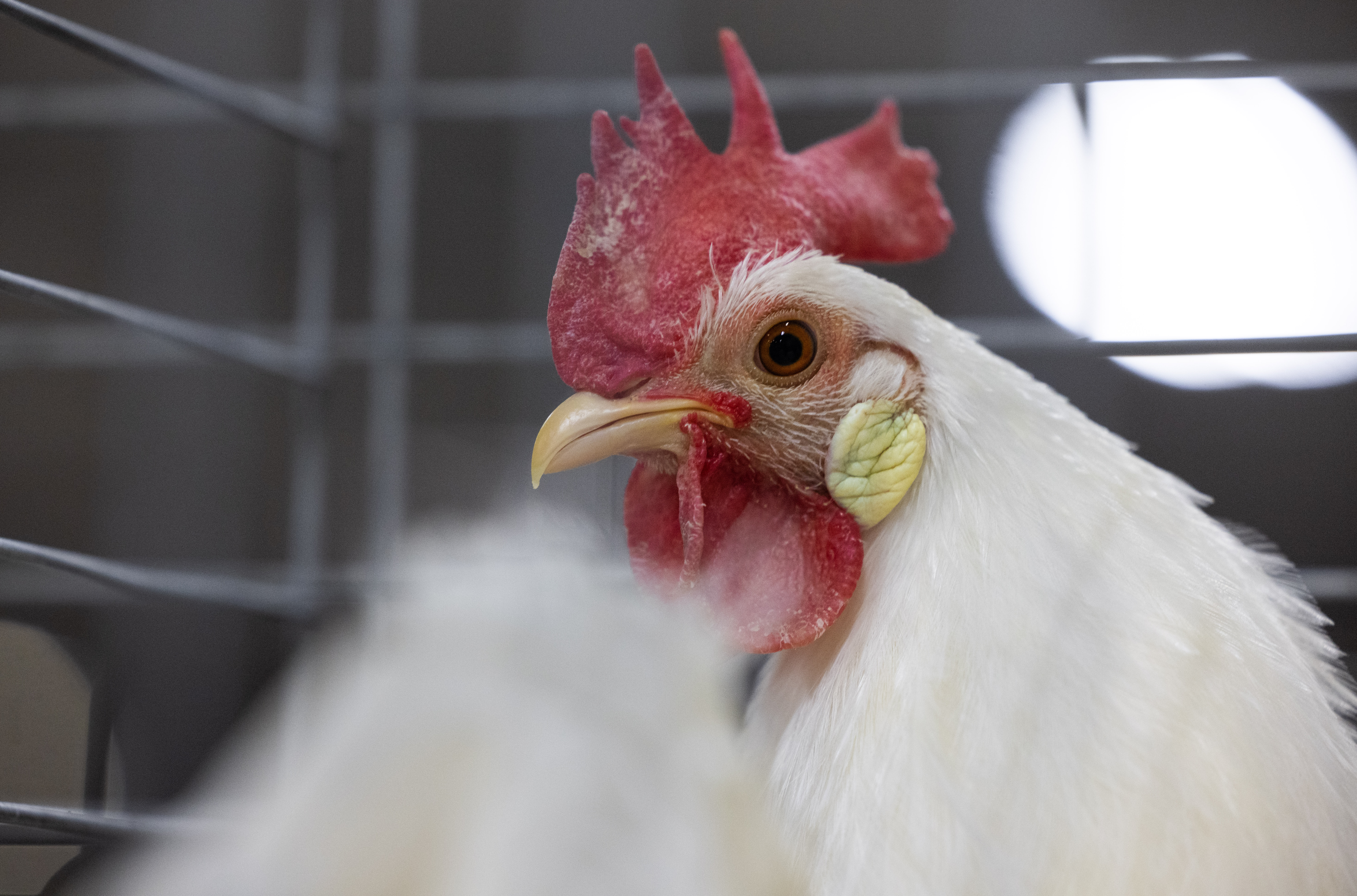 What you need to know about avian flu in Michigan 