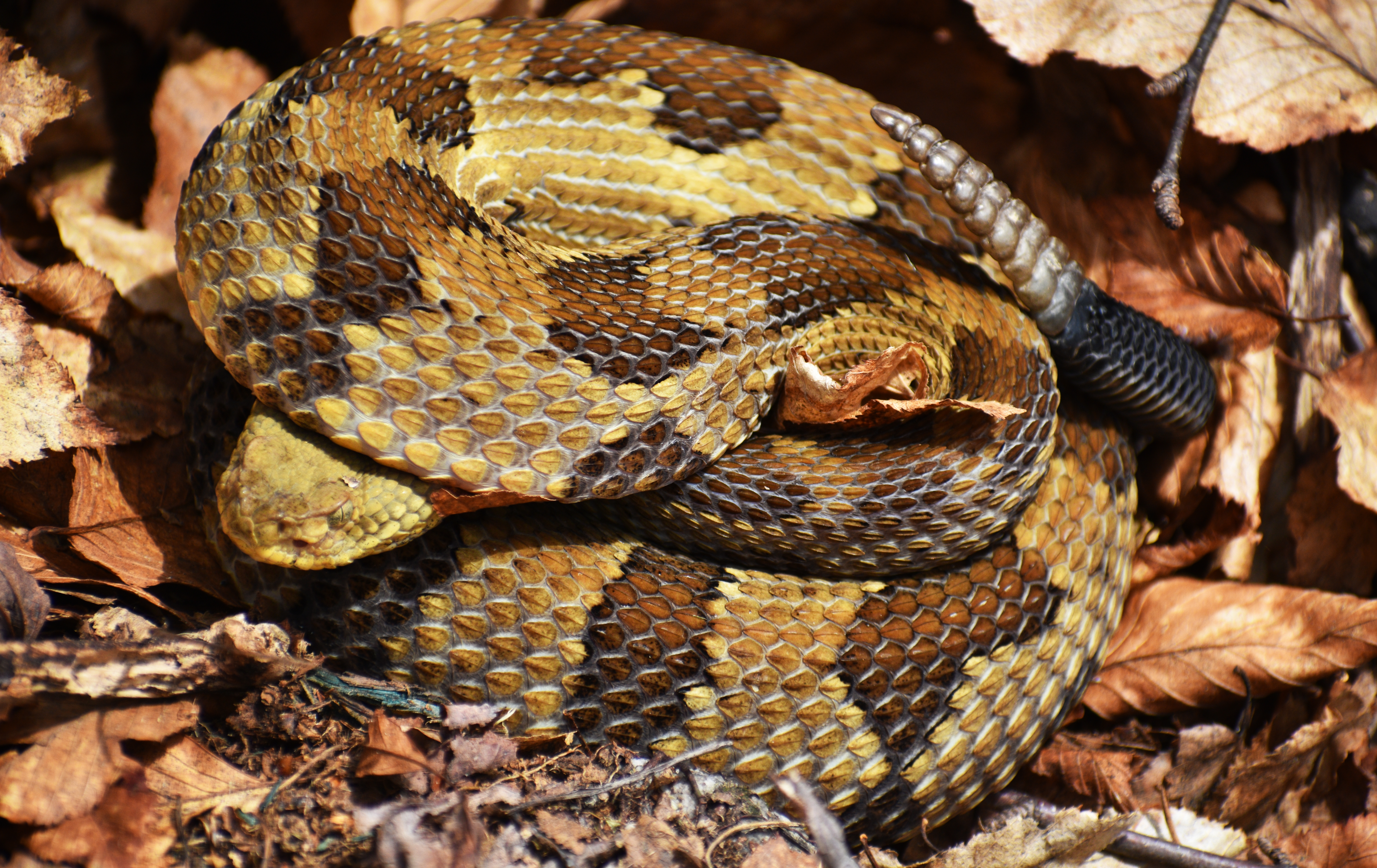 Pa. has 3 venomous snake species: Here's what you need to know