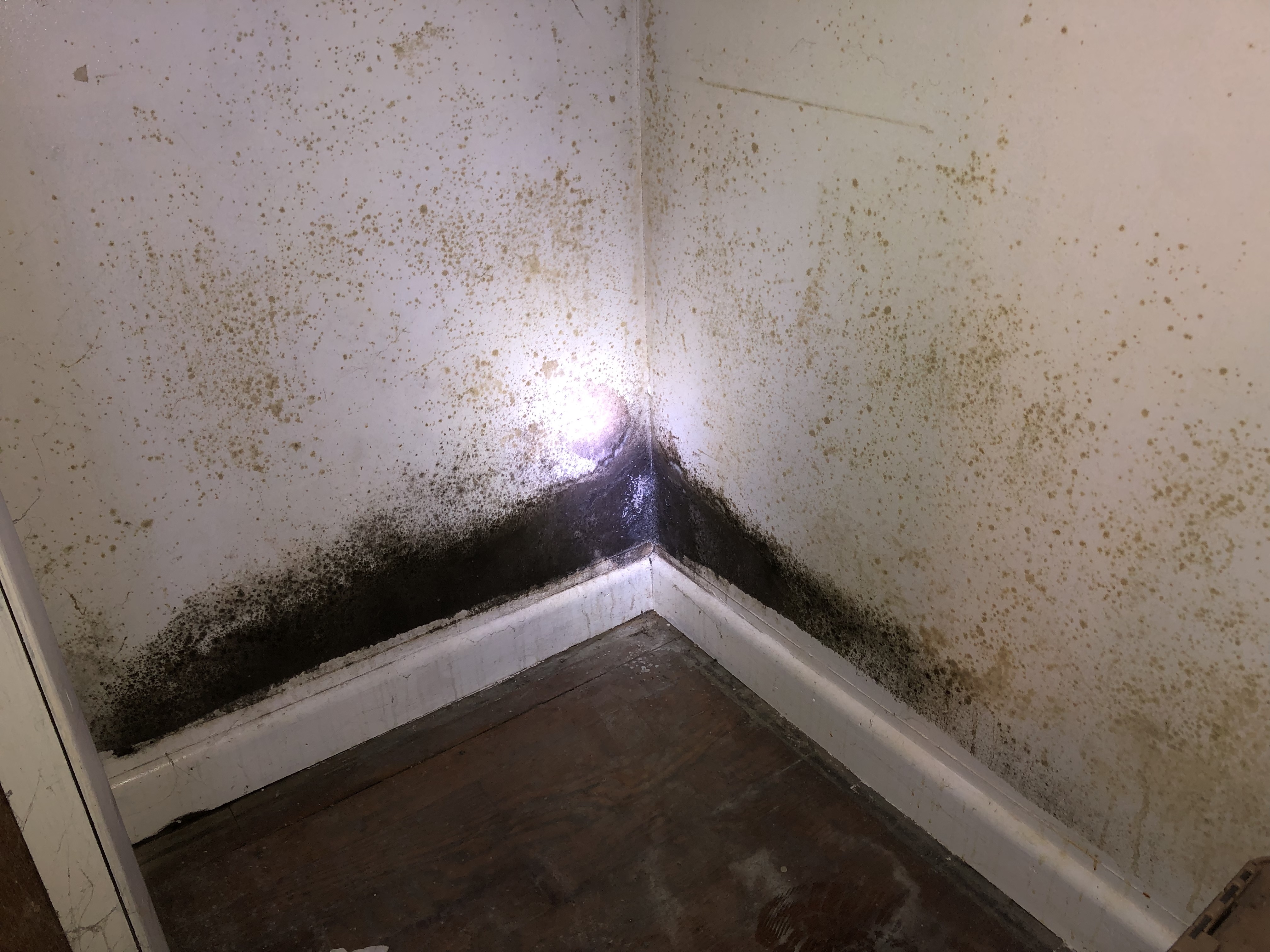A rainy summer in Syracuse exposed a growing problem: Black mold 