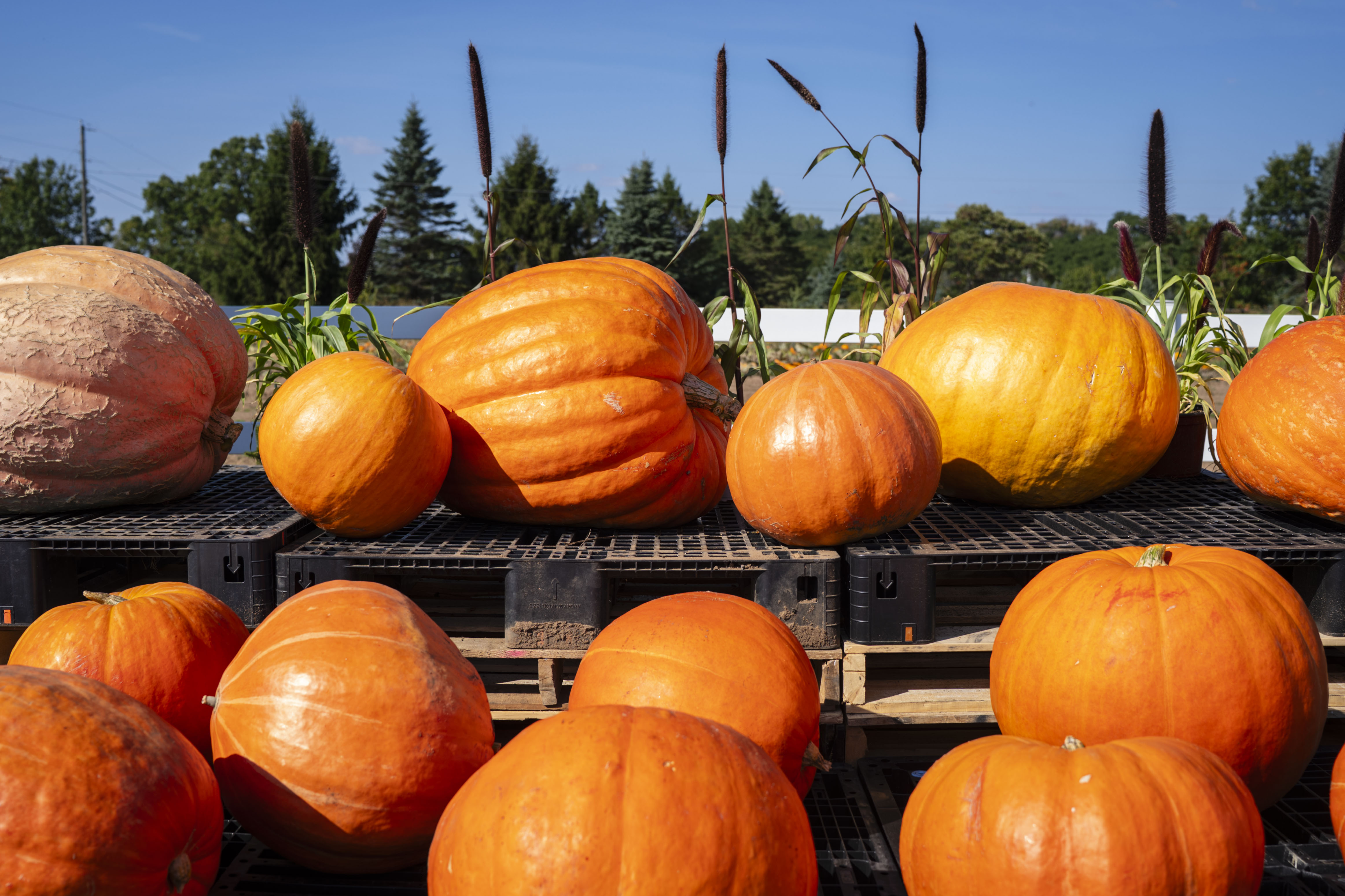 Kalamazoo County farm features 600-pound 'Great Pumpkins,' 24