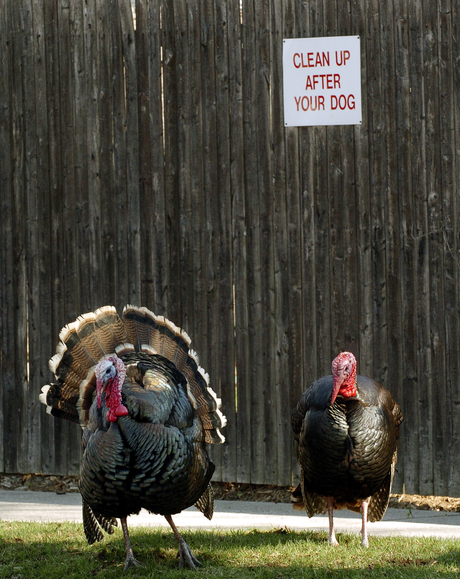 There's a Real-Life Celebrity in Unravel Two: This Vicious Turkey