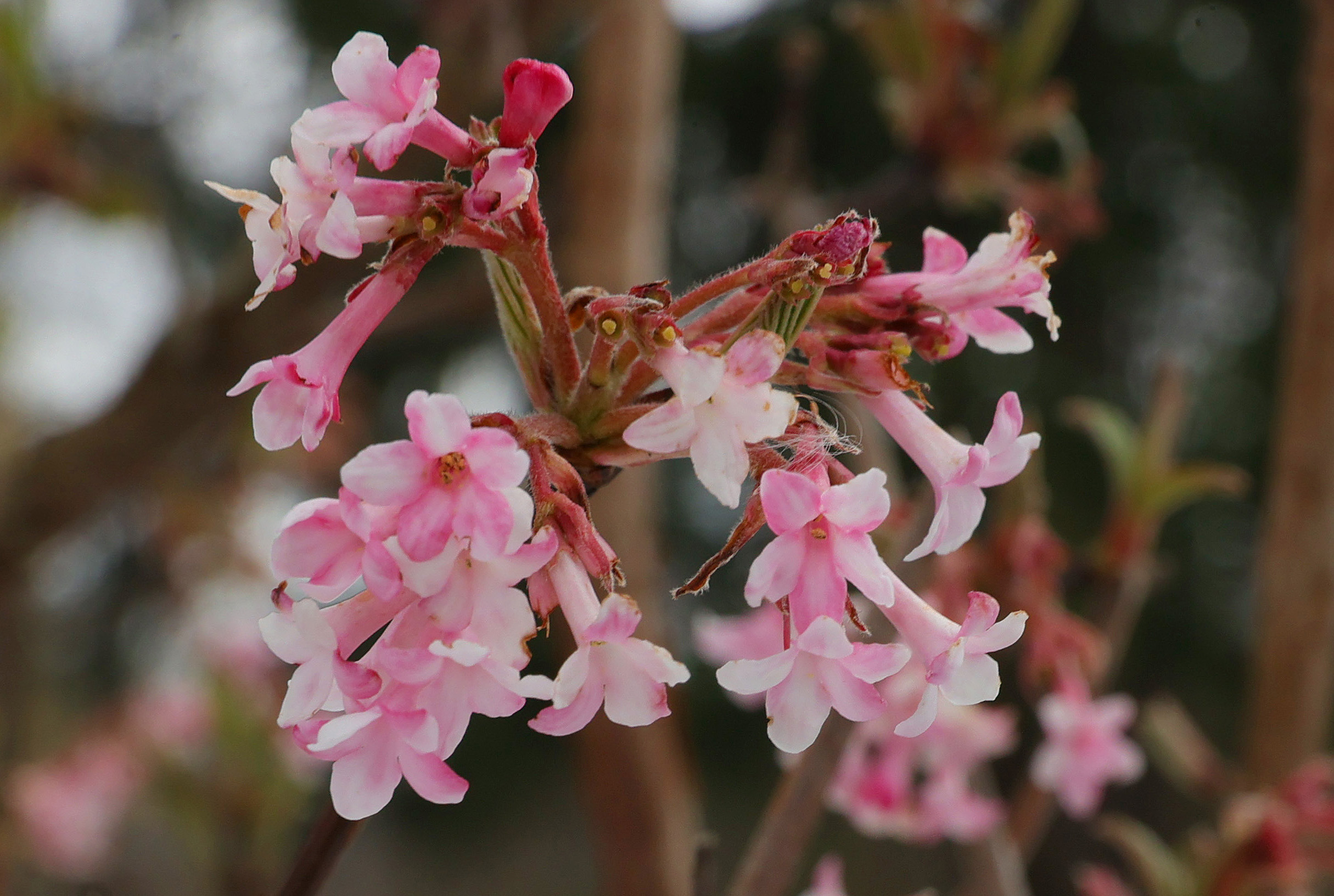Spring blooms in northeast Ohio, March 19, 2024 - cleveland.com