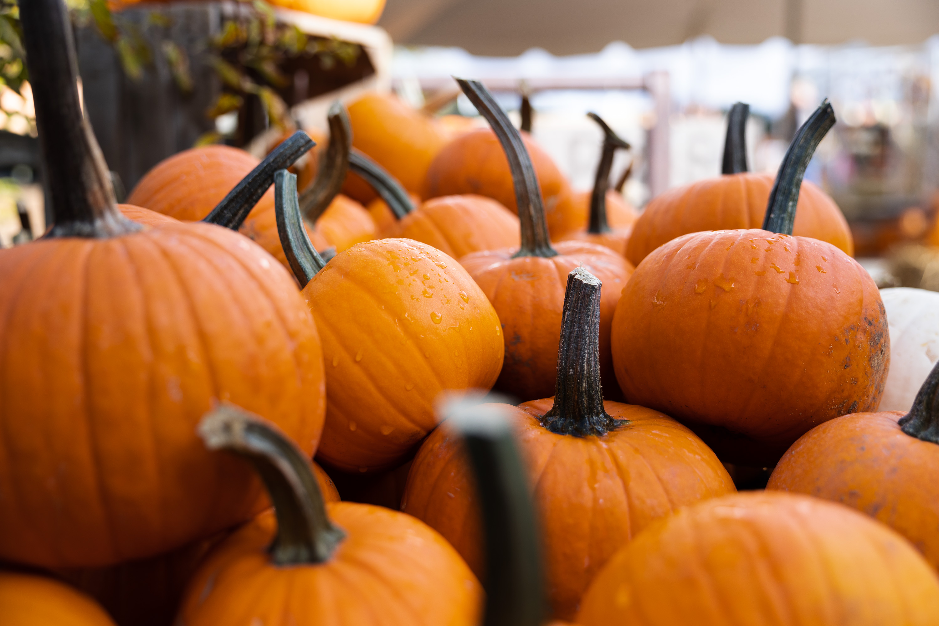 9 Great Pumpkin Patches in Las Vegas for 2023