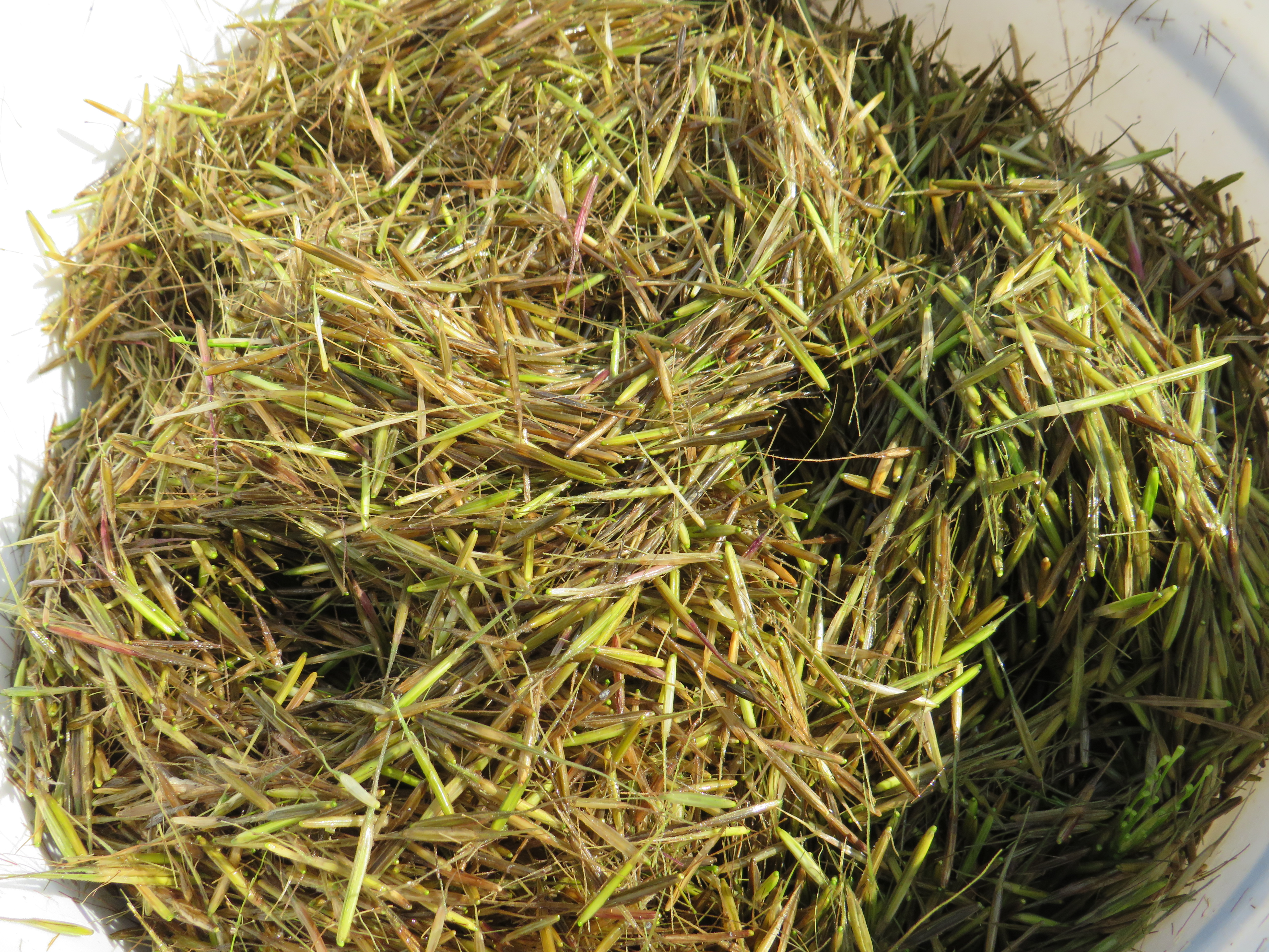 Manoomin to become Michigan state native grain - mlive.com