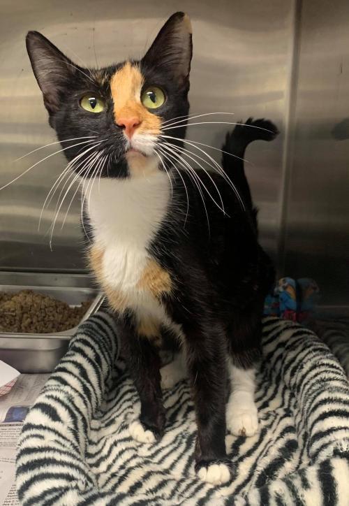 N.J. pets in need Nov. 23, 2020