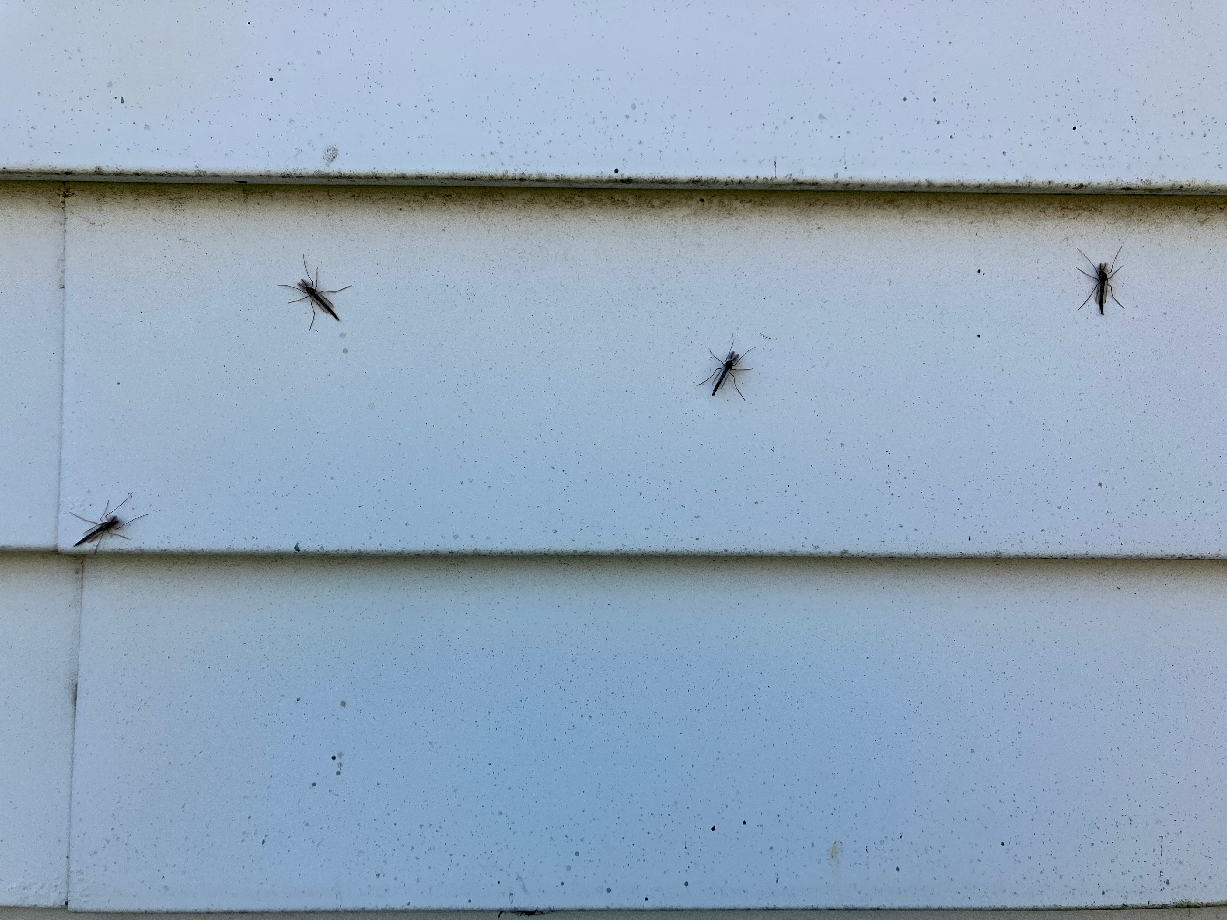 Midges swarm Browns field before game with Chargers