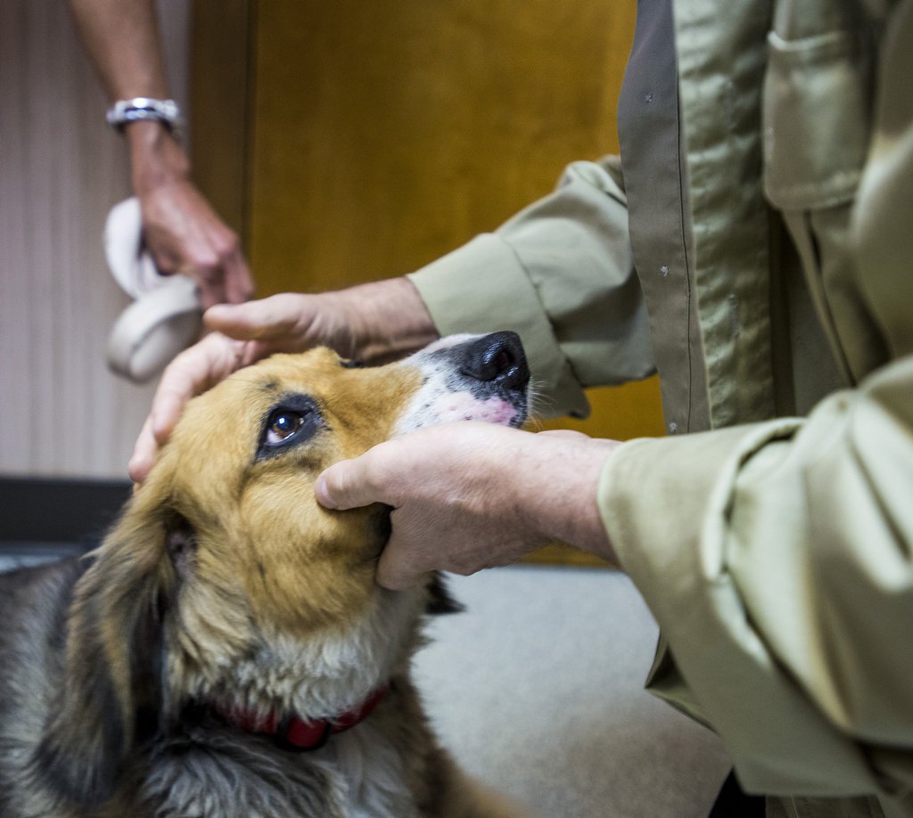 vca palmer animal hospital