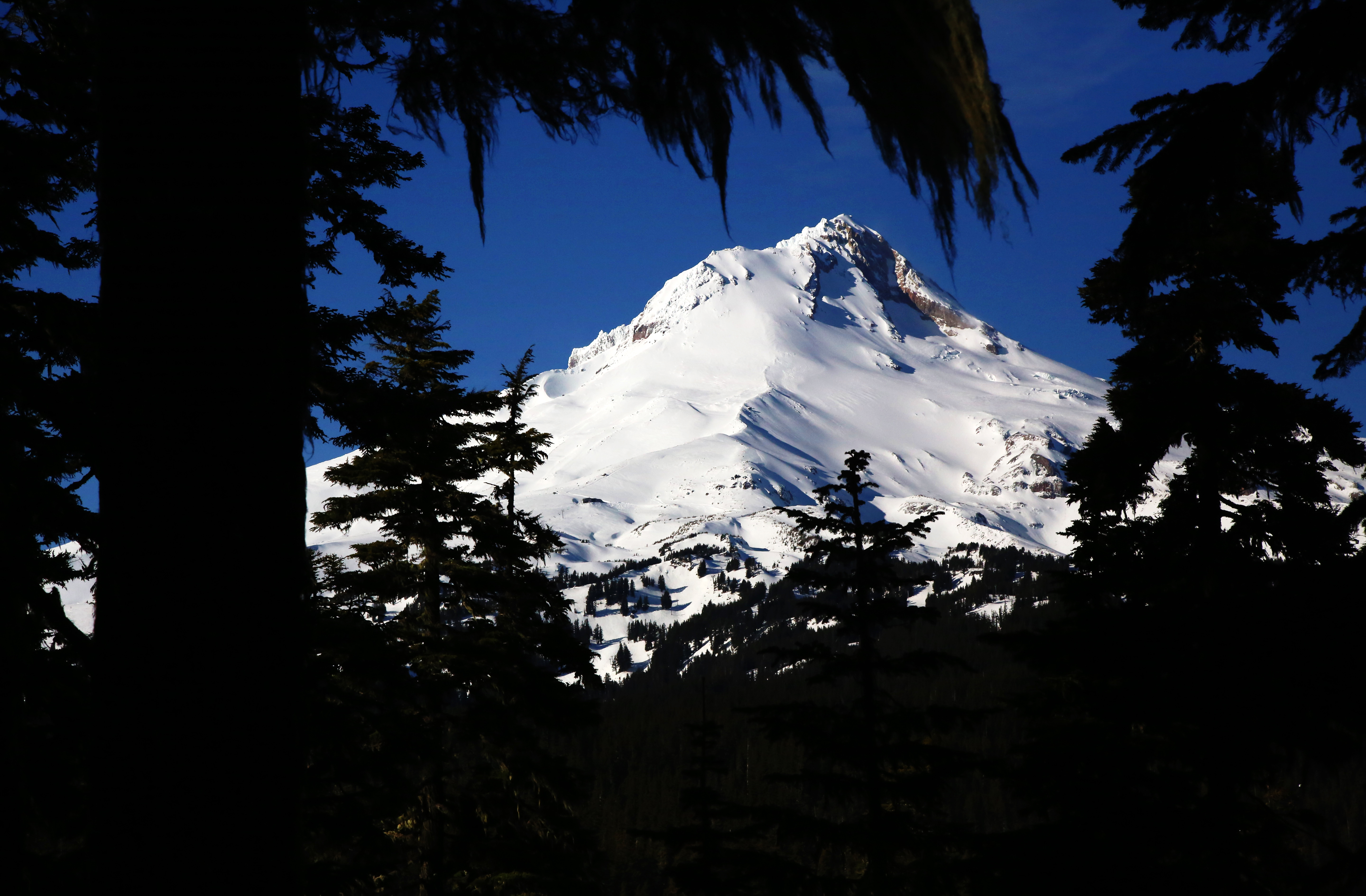 are dogs allowed in mt hood national forest