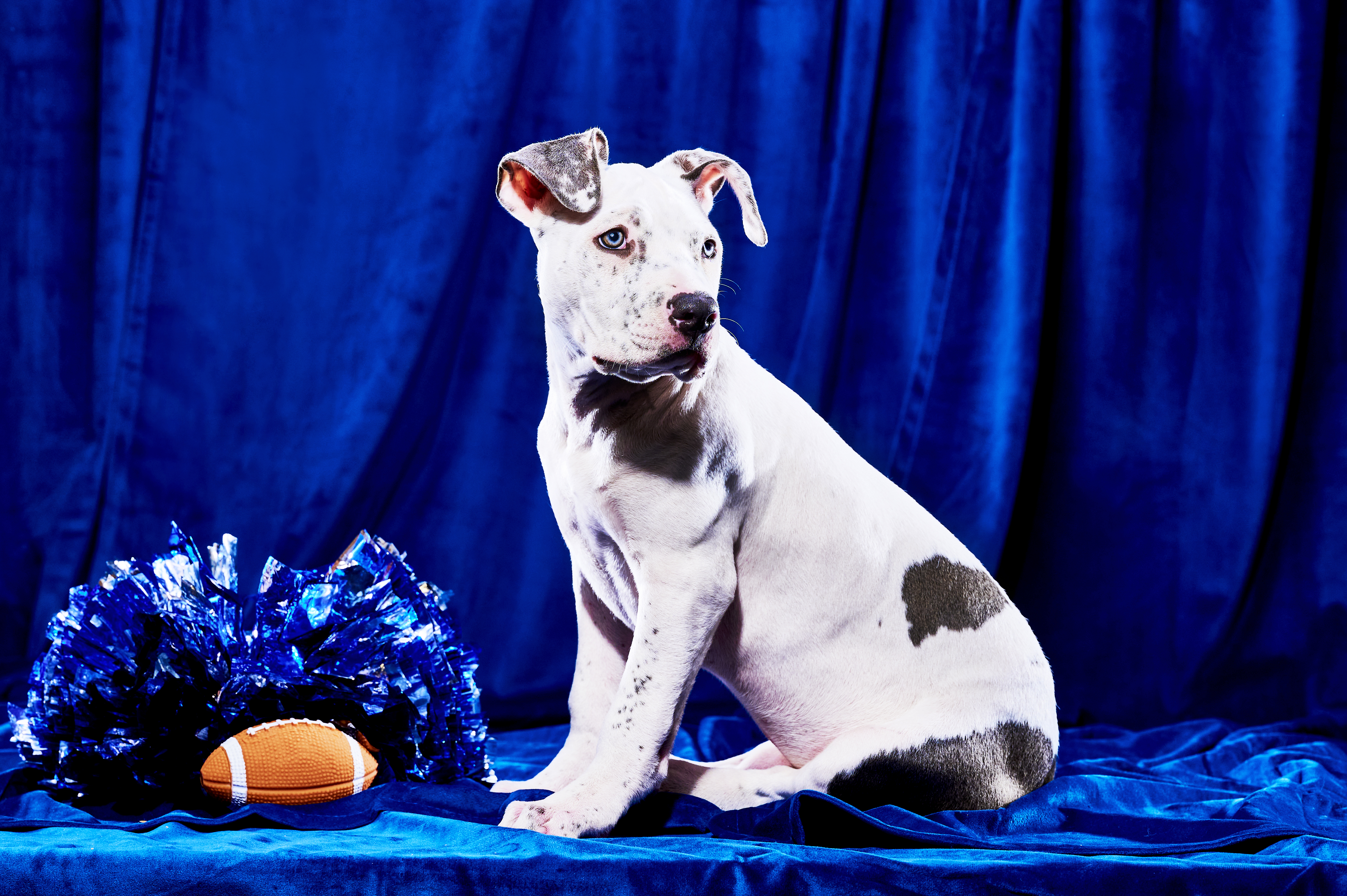 Puppy Bowl 2023: Start time, TV channel, live stream, how to watch for free  