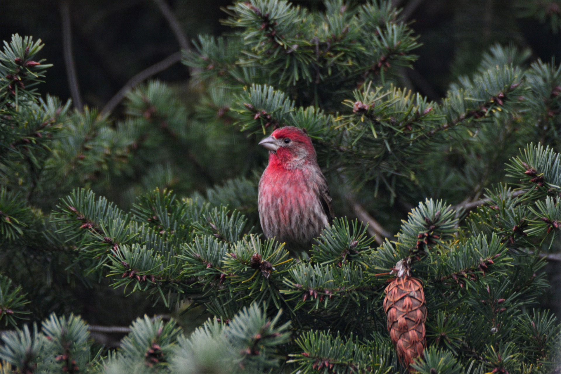 Nj bird red store head