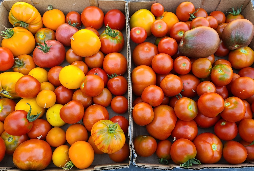 Tips and favorite tomato varieties for Oregon - oregonlive.com