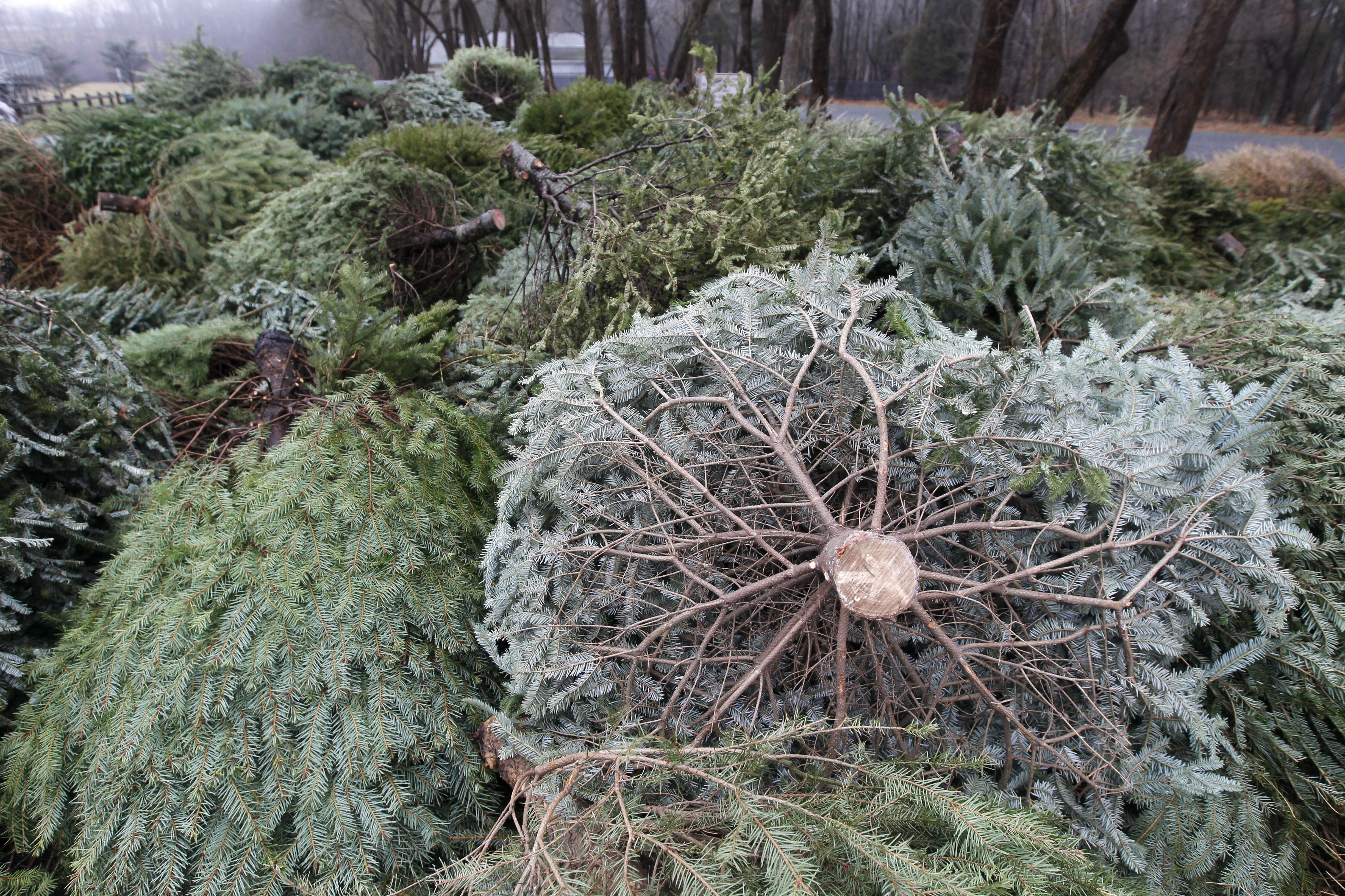 Oberlin Ohio City Christmas Tree Pickup 2022 Summit Metro Parks Offering Christmas Tree Recycling Through Jan. 31 -  Cleveland.com