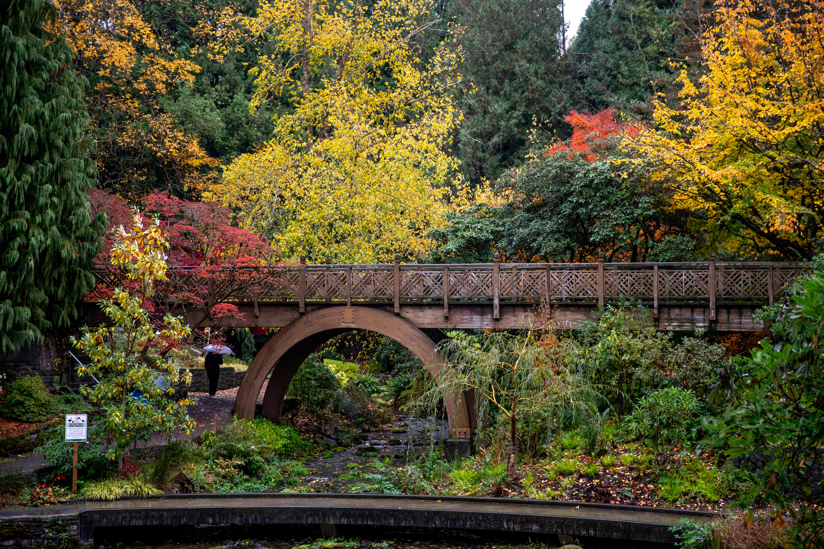 Portland's Crystal Springs Rhododendron Garden in autumn
