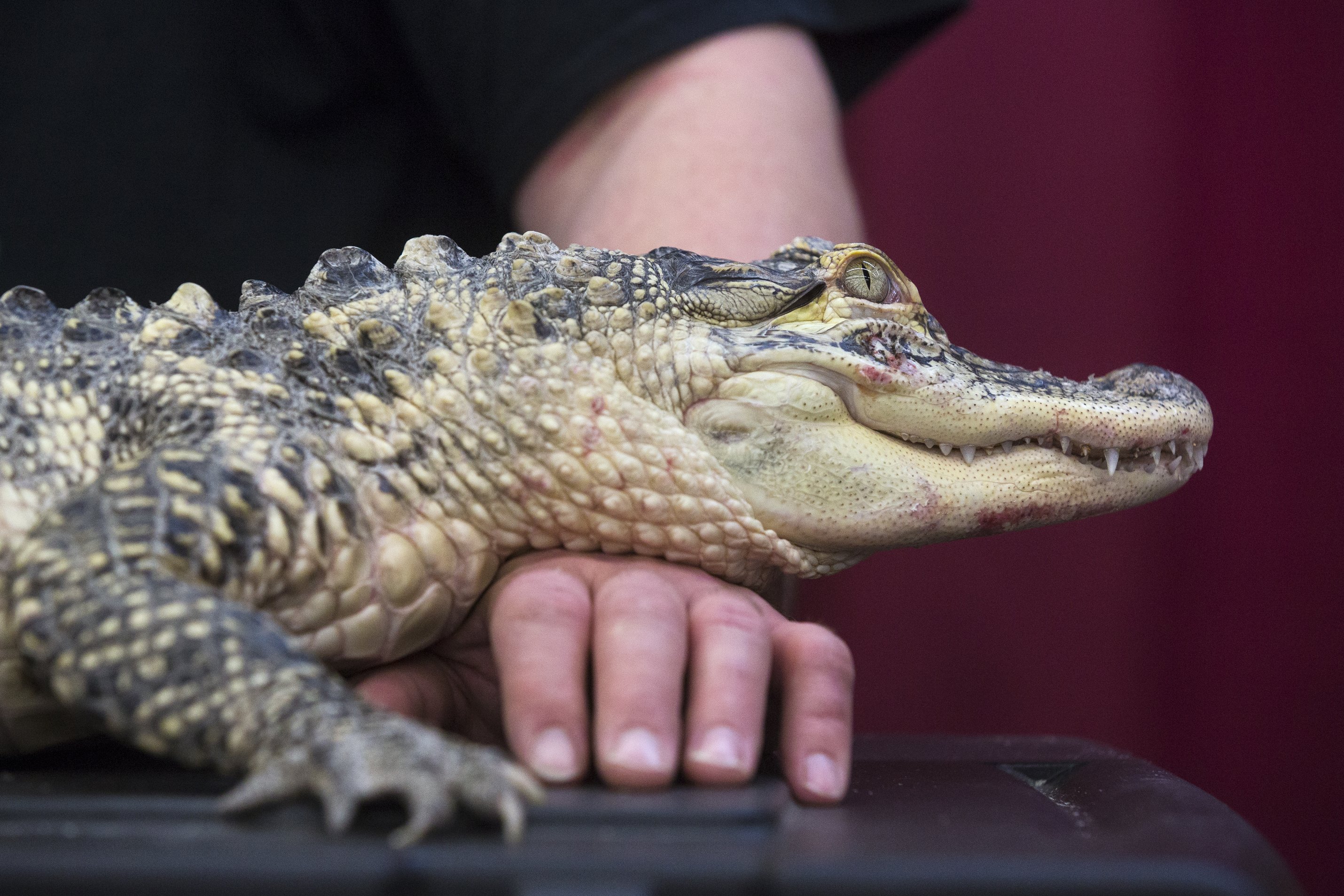 Baby alligator found walking in Metro Detroit street - mlive.com