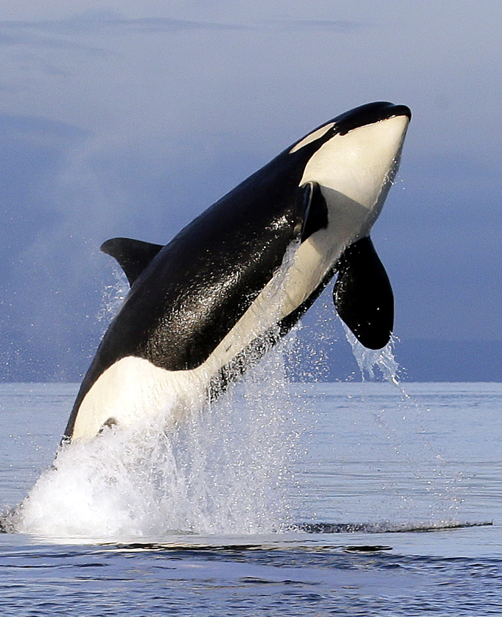 orca - oregonlive.com