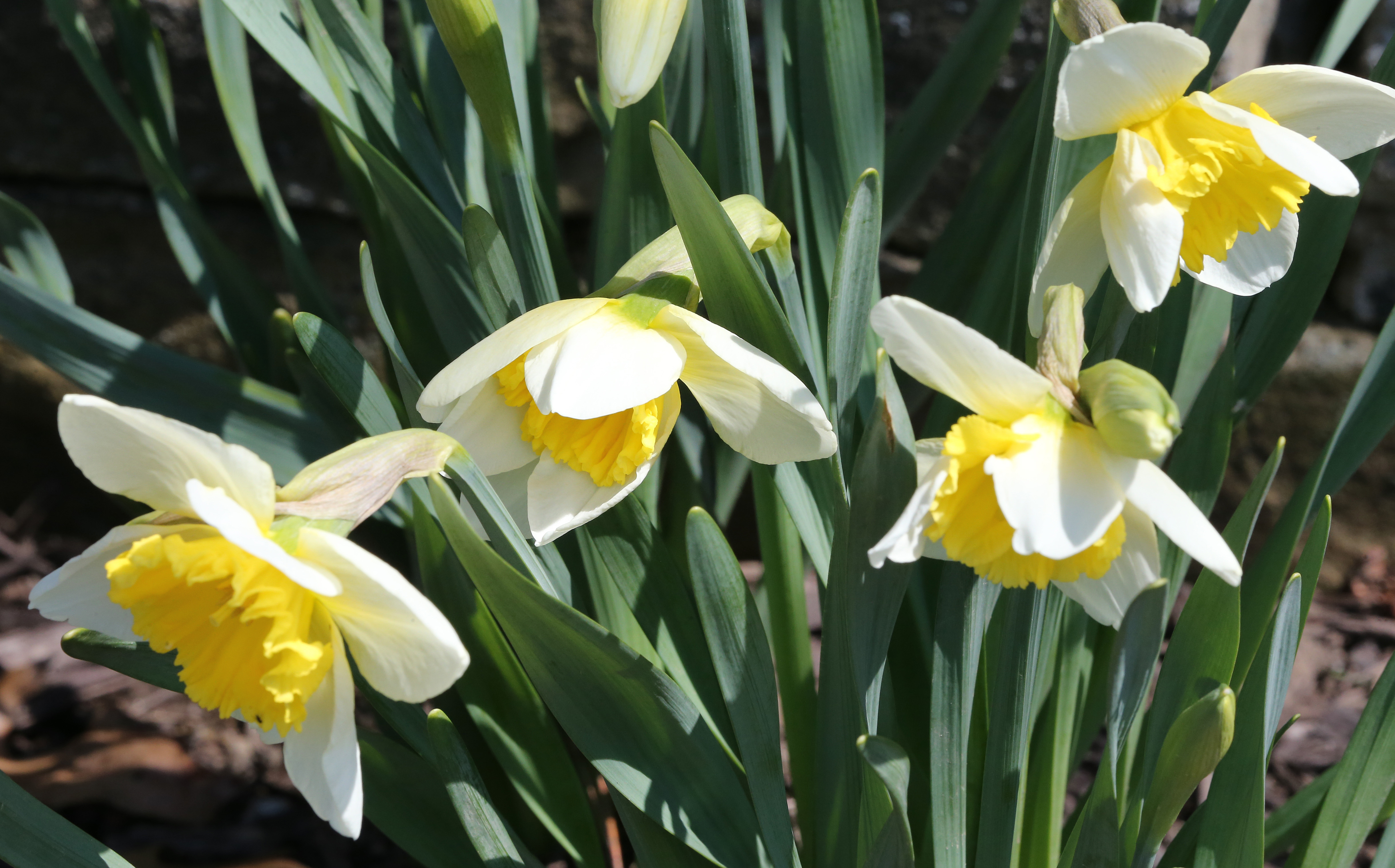 The beauty of Spring 2023 in Northeast Ohio - cleveland.com