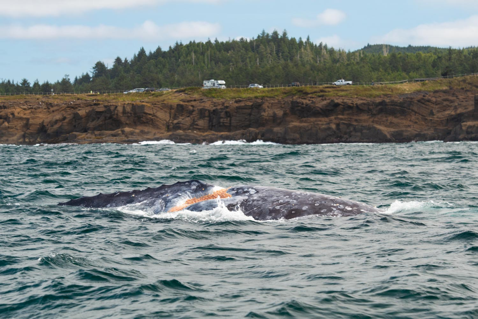 Get to know 10 of Oregons most famous gray whales (photos and graphics) photo