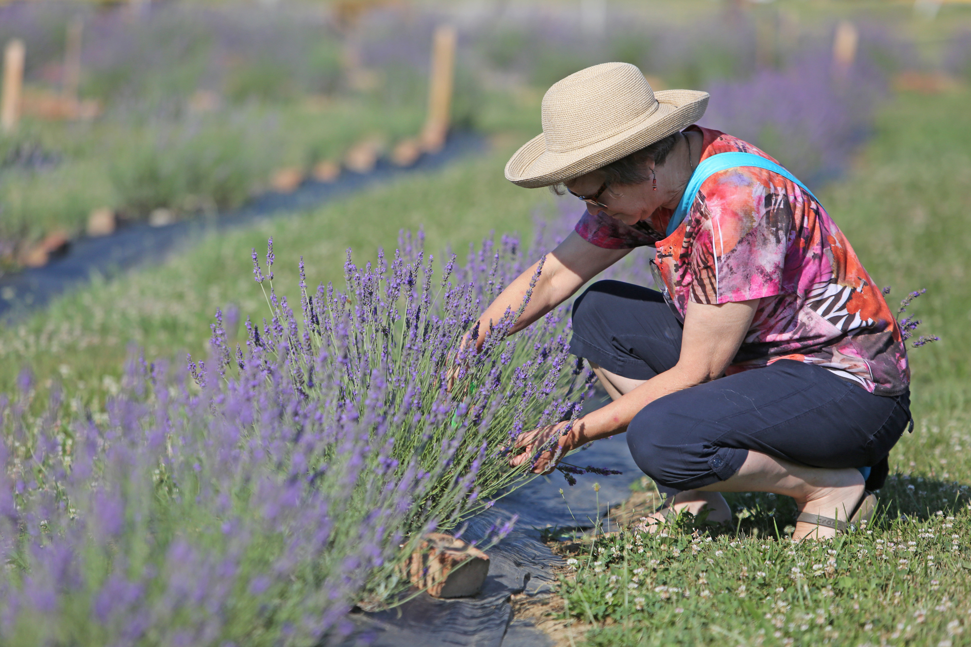 Lavender Trails Farm in Orrville