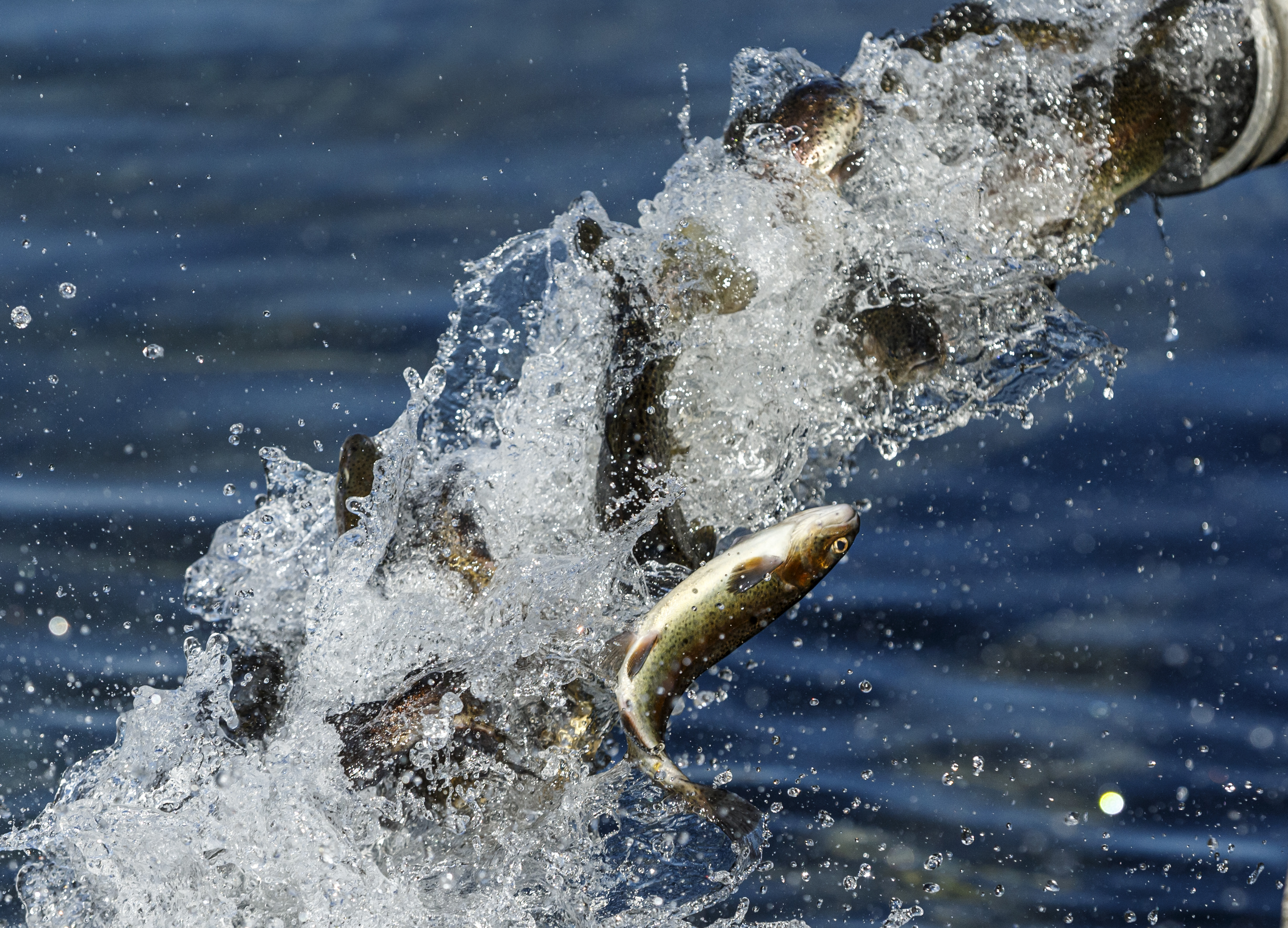 Pa Fish Commission Stocking Schedule 2022 Walk-Up Volunteers Once Again Welcome For Trout Stocking. See When And  Where In The Lehigh Valley. - Lehighvalleylive.com