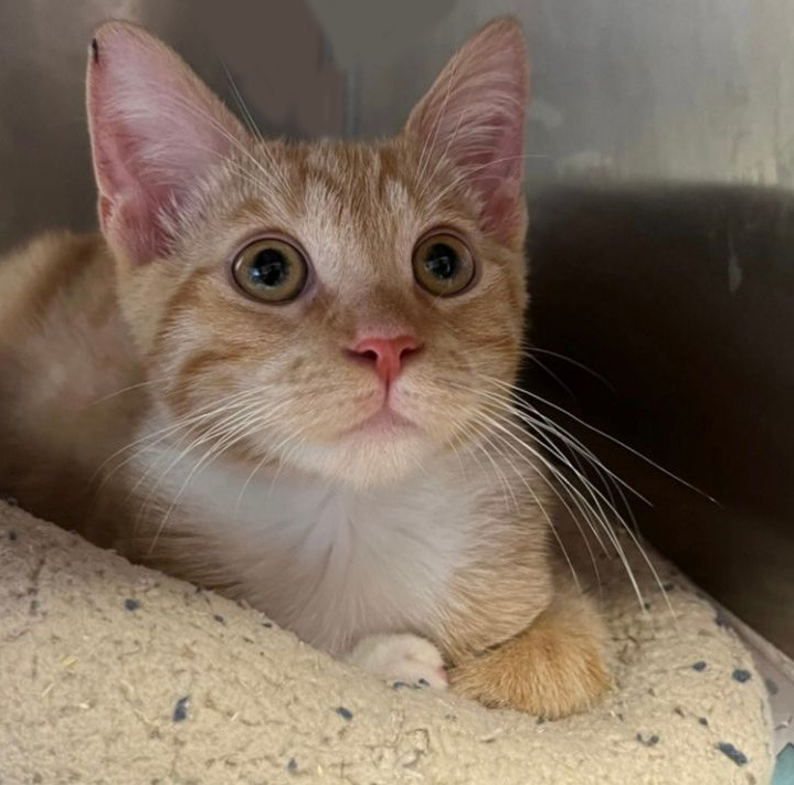 N.J. pets in need Nov. 21, 2022