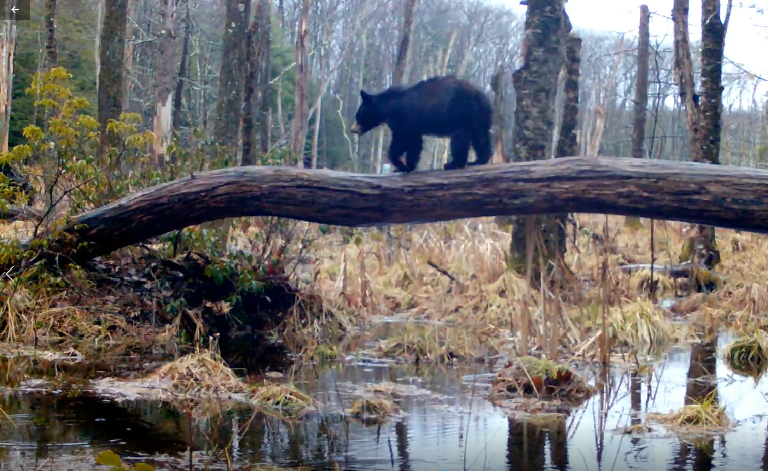 Black Bear Cubs In Tree