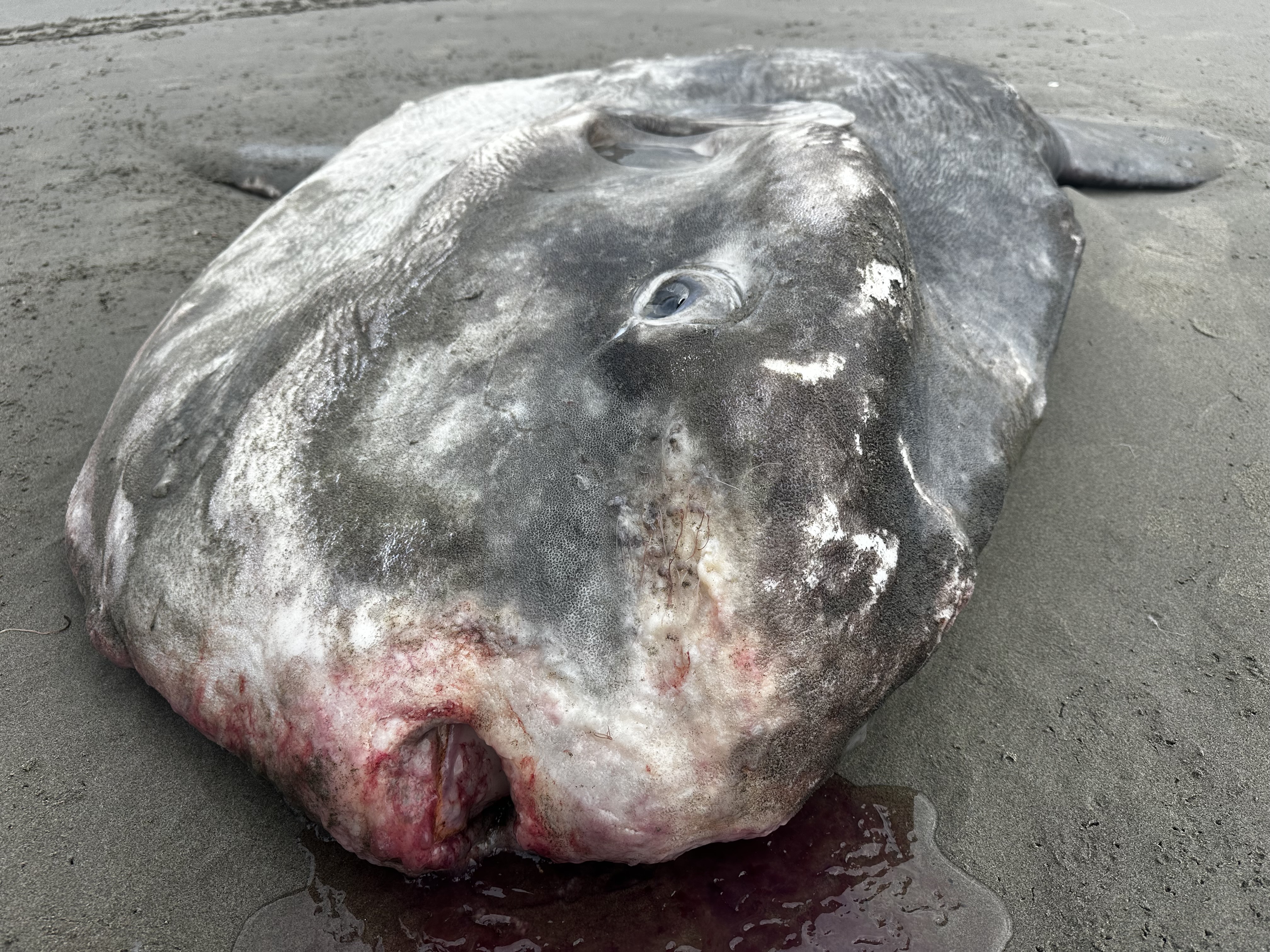 Giant 6 1/2-foot ocean sunfish washes ashore near Gearhart, Oregon