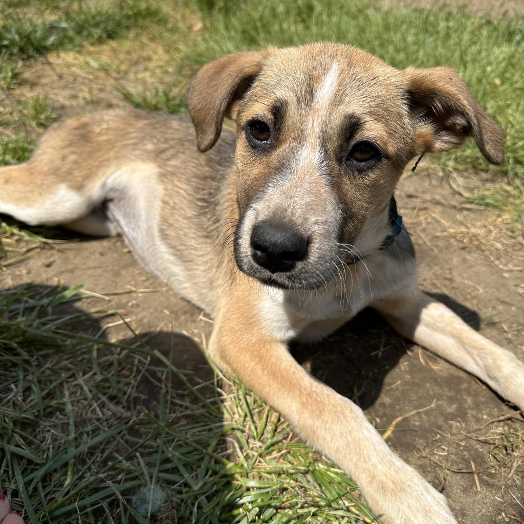 Any day is a good day to adopt a rescue pet: May 27-28 - silive.com